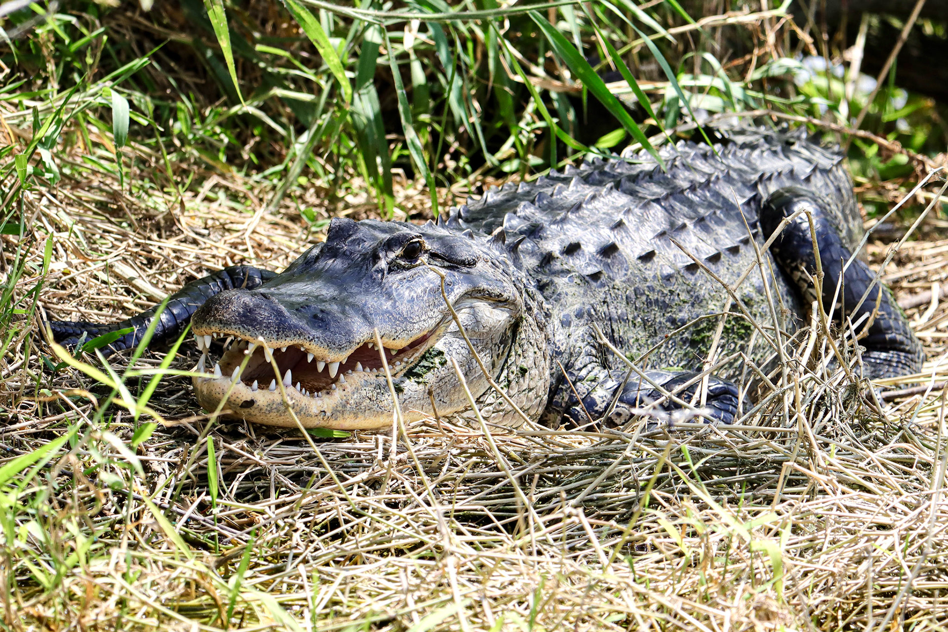 American Alligator - Blue Cypress, FL - 4/26/22