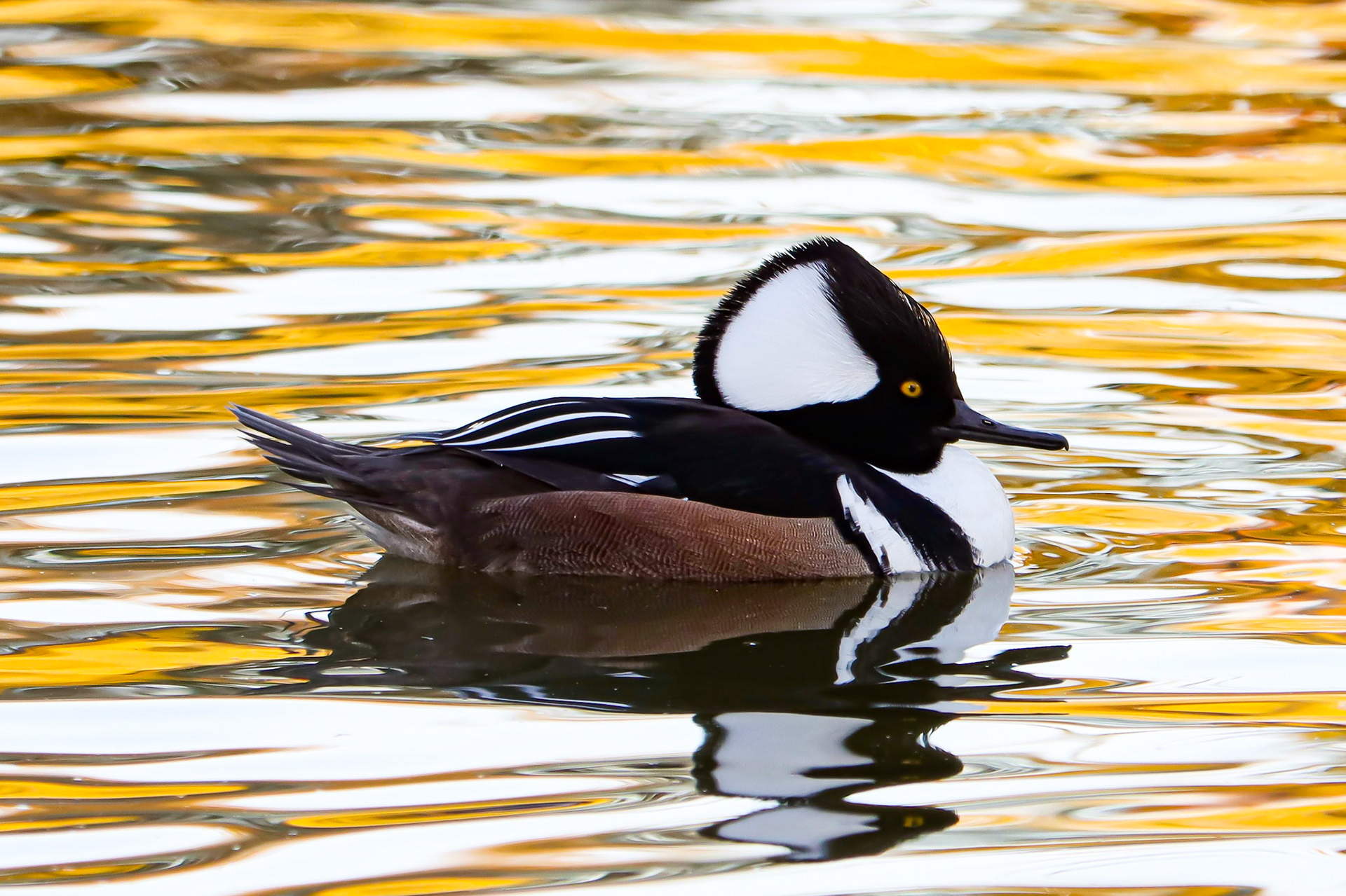 Hooded Merganser - #67 - 12/5/20 - CA