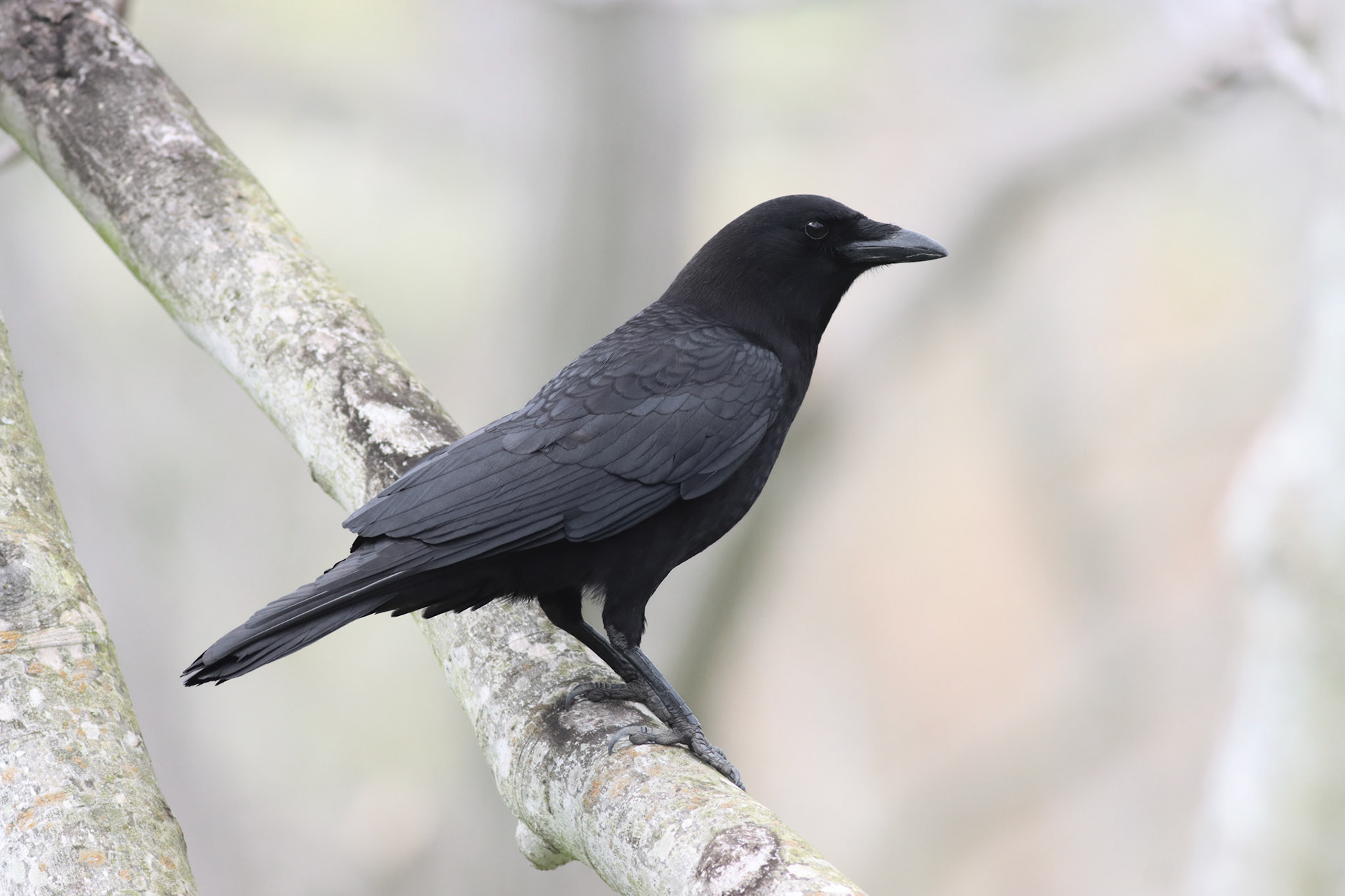 American Crow - #9 - 10/24/20 - CA