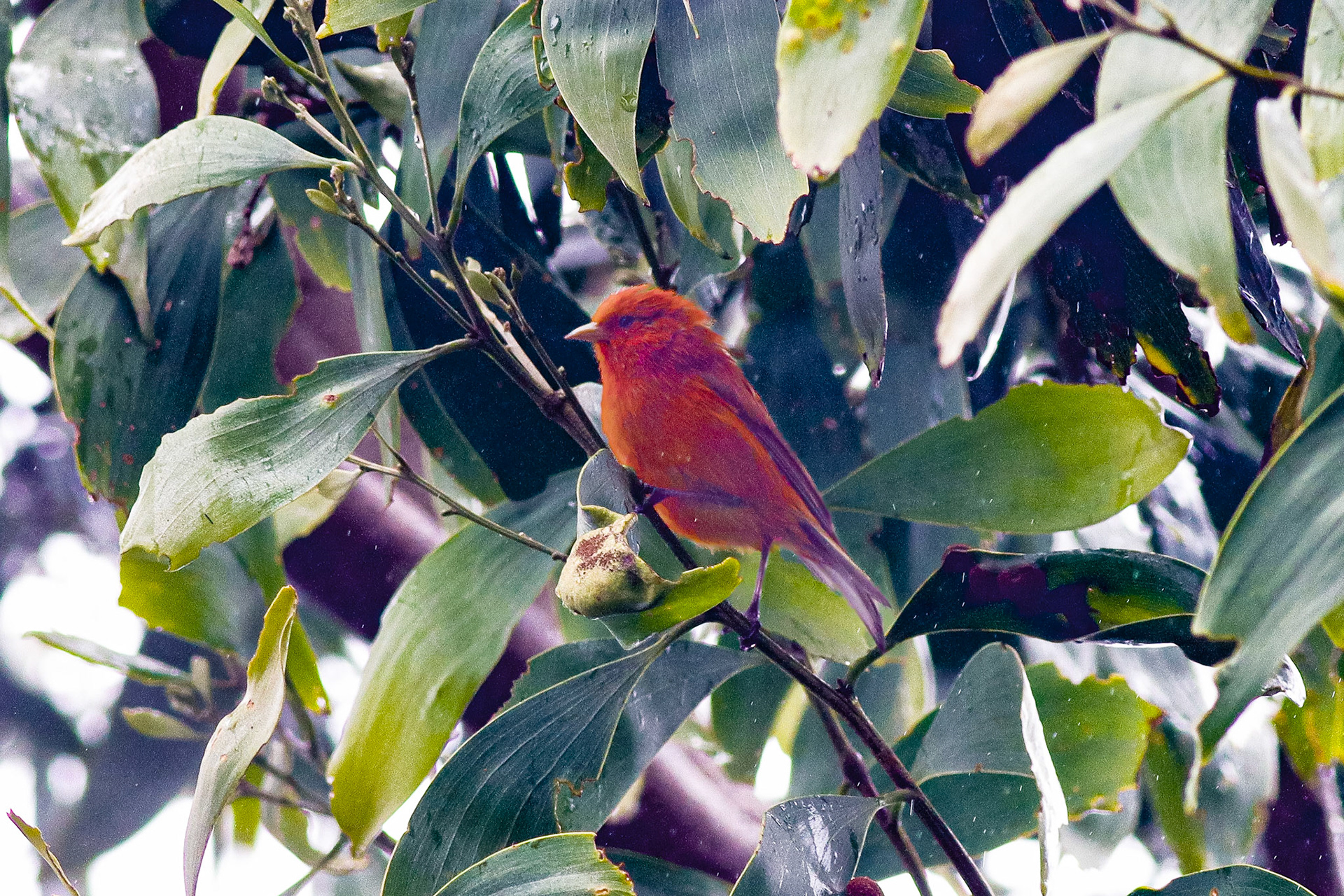 Hawai'i 'Ākepa - Hakalau Forest, HI - 5/14/26