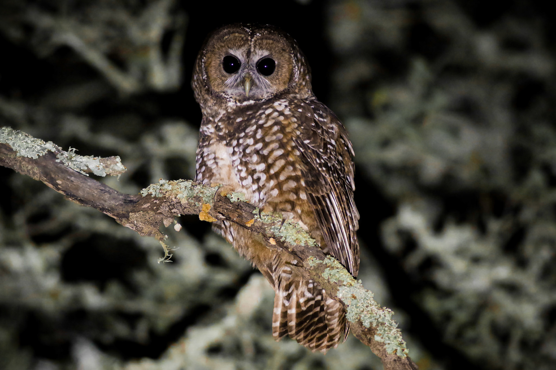 Spotted Owl - #513 - 12/30/23 - CA