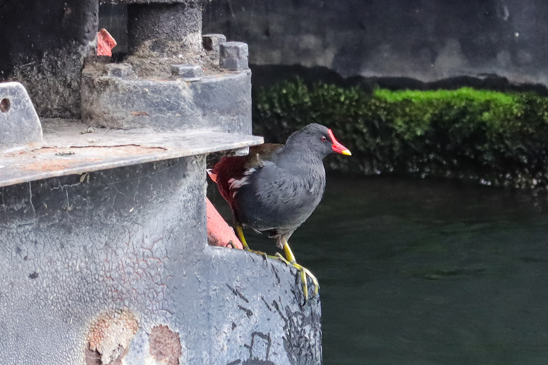Eurasian Moorhen - #383 - 10/2/22 - France