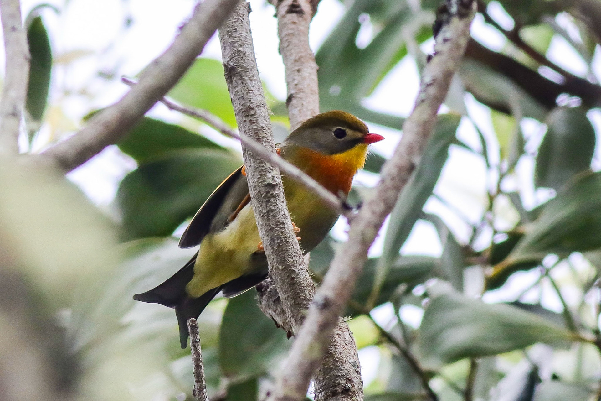 Red-billed Leiothrix - Pu'u La'au, HI - 5/11/25