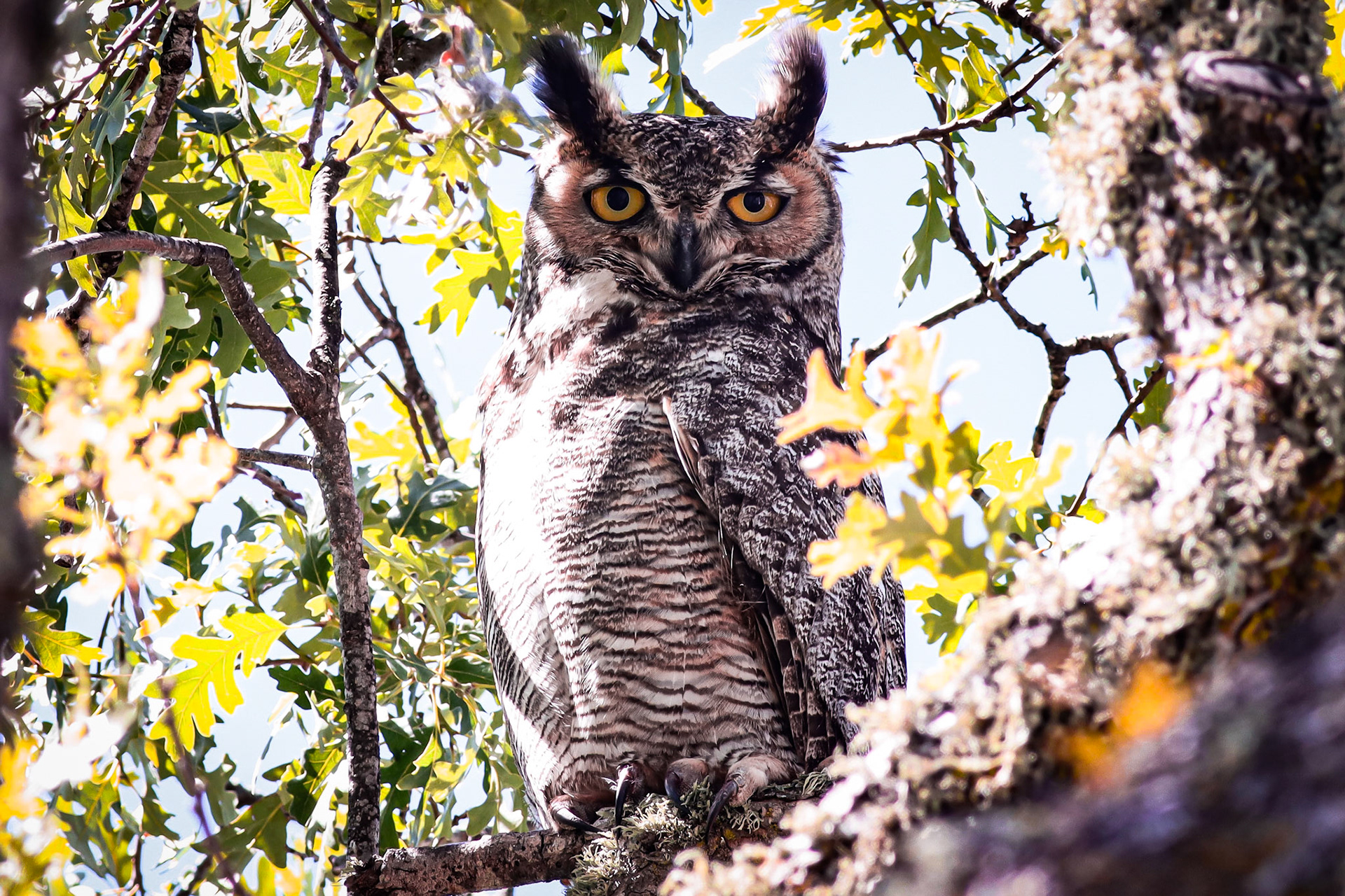 Great Horned Owl - #239 - 7/24/21 - CA