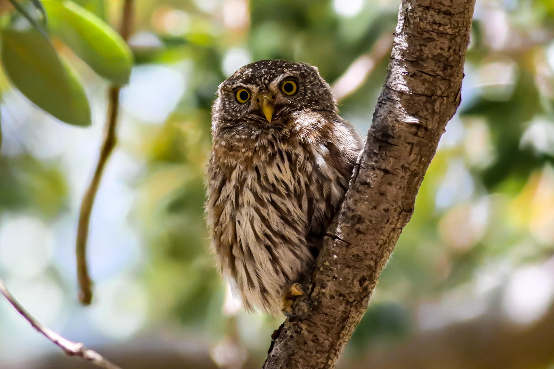 Northern Pygmy-Owl - #512 - 12/23/23 - CA