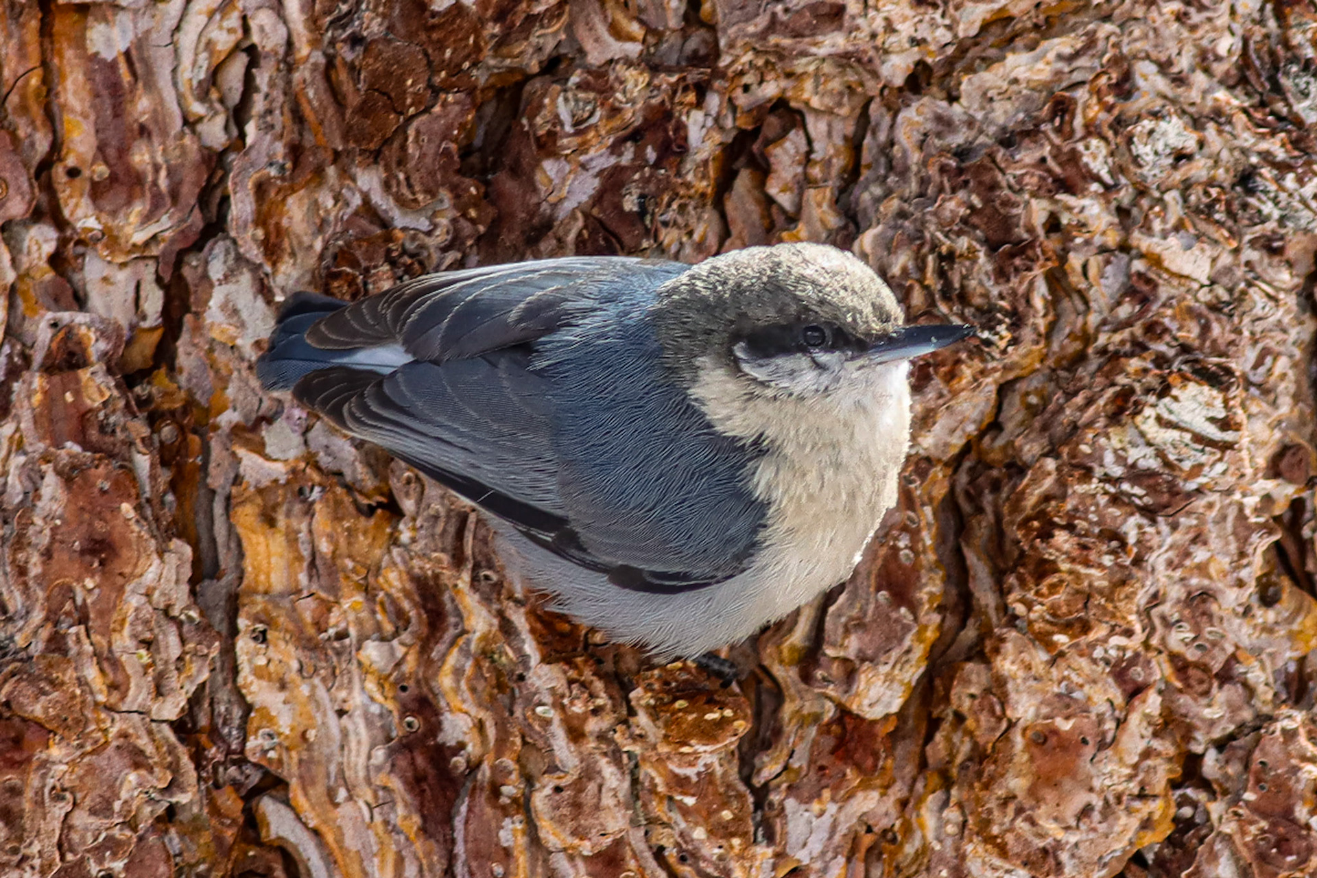 Pygmy Nuthatch - #296 - 10/16/21 - CA