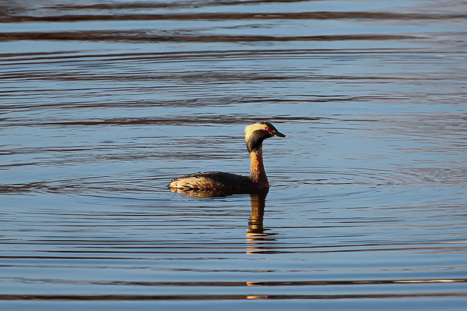 Horned Grebe - #162 - 2/21/21 - CA
