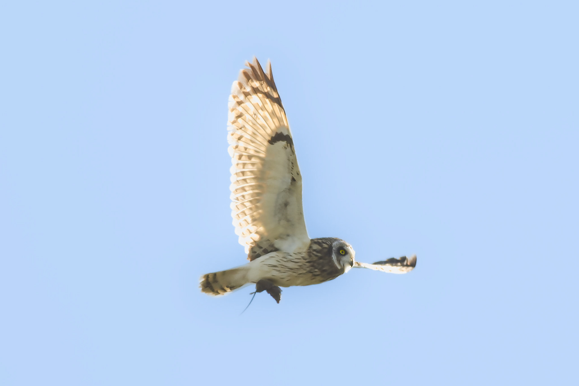 Pueo (Short-eared Owl) - Old Saddle Rd., HI - 5/12/26