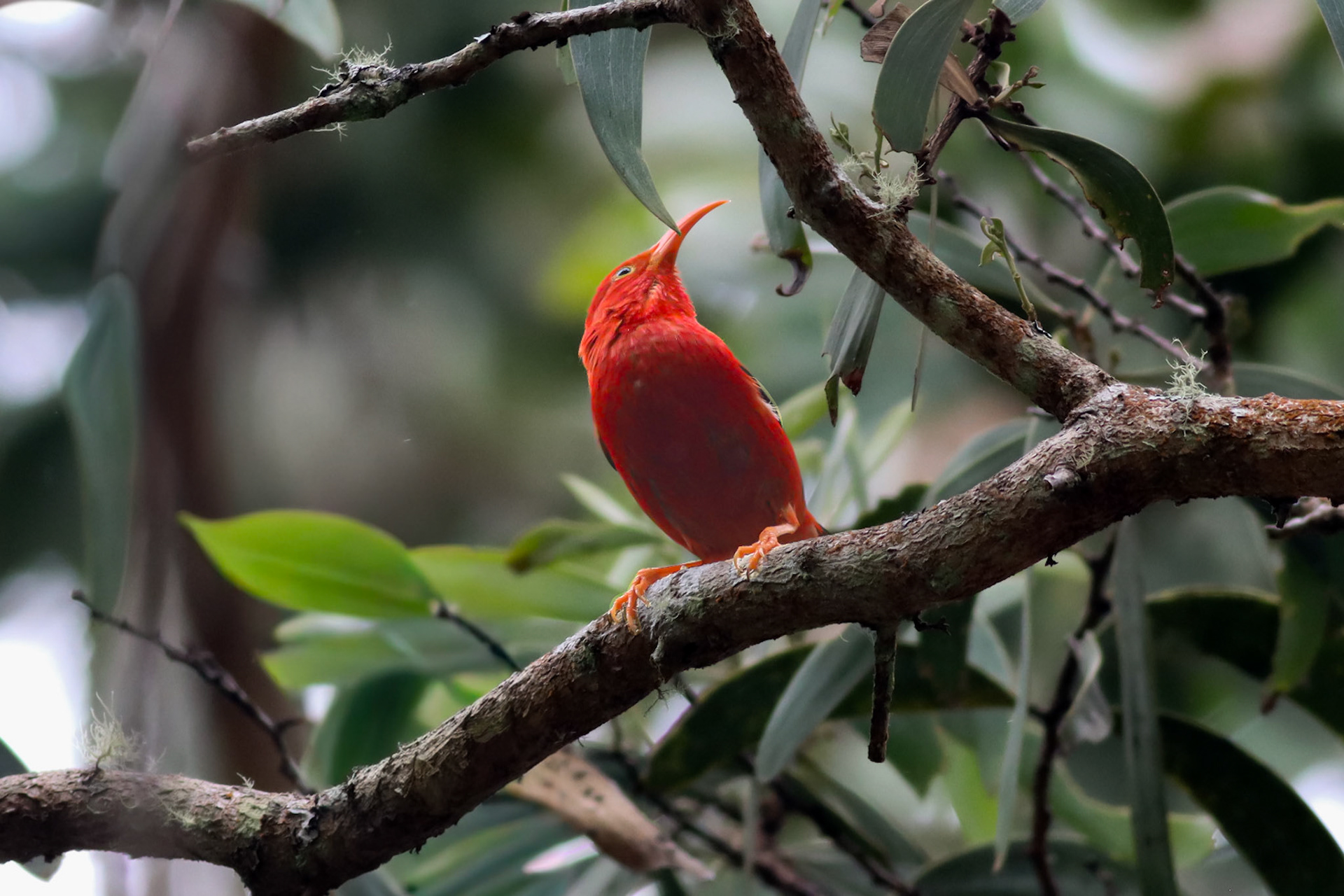 'Iʻiwi - Pu'u O'o Trail, HI - 5/13/26