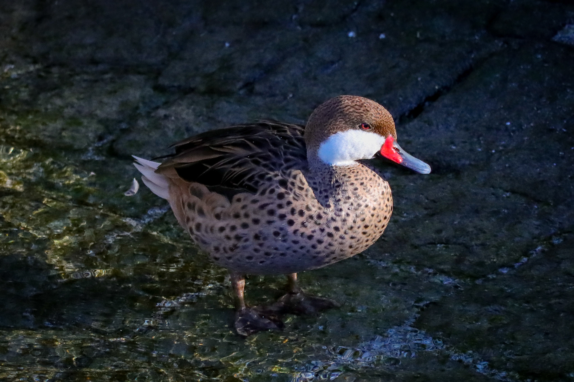 White-cheeked Pintail - #400 - 10/5/22 - Switzerland