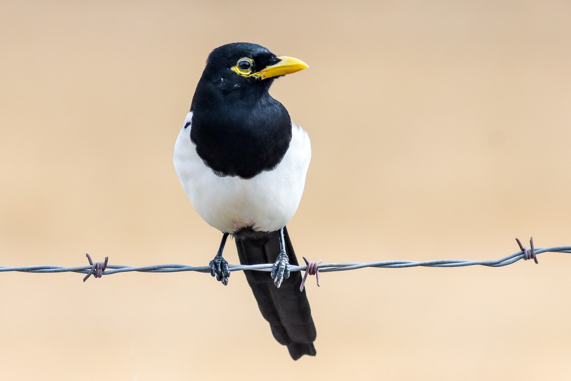 Yellow-billed Magpie - #36 - 10/31/20 - CA