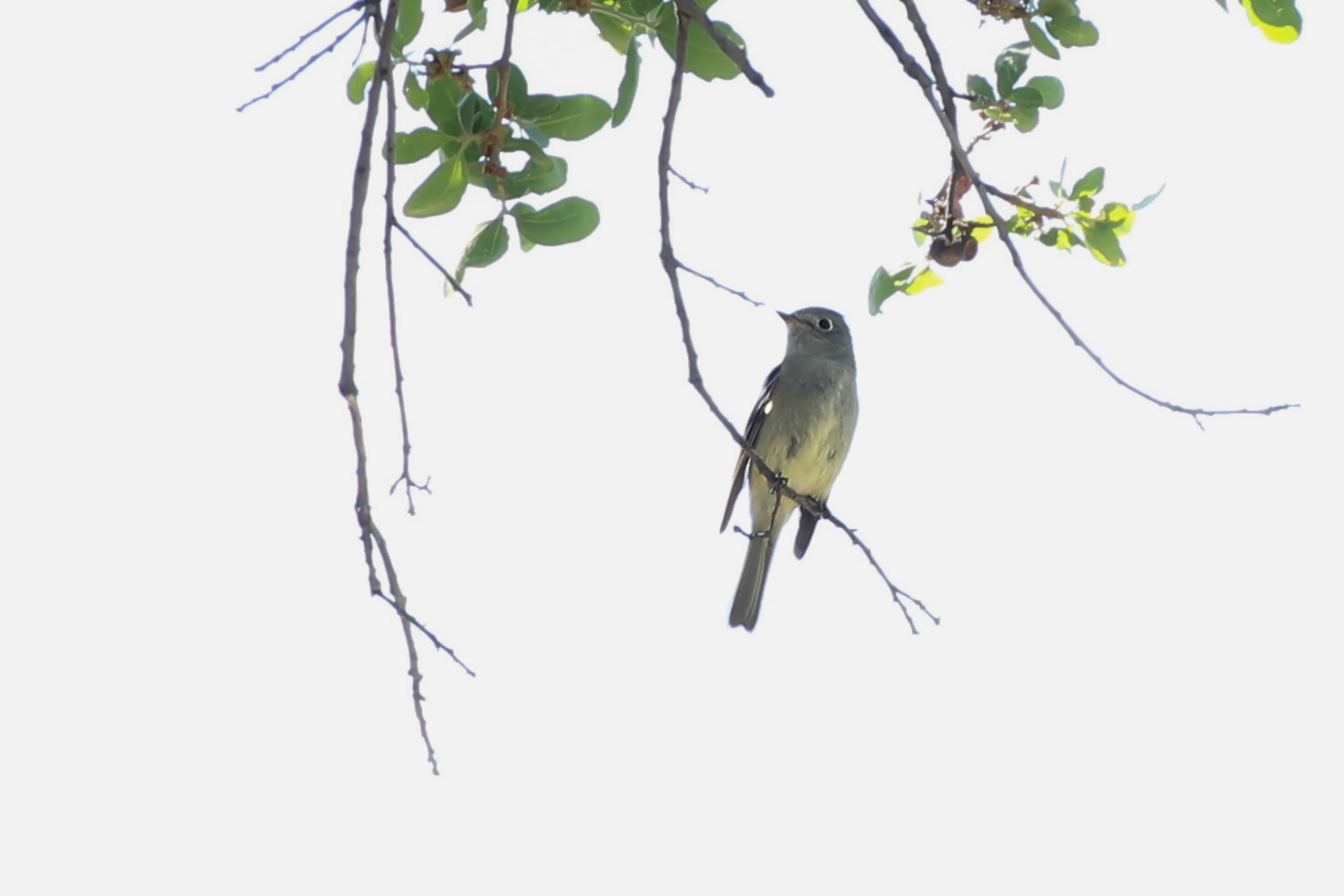 Hammond's Flycatcher - #203 - 4/18/21 - CA