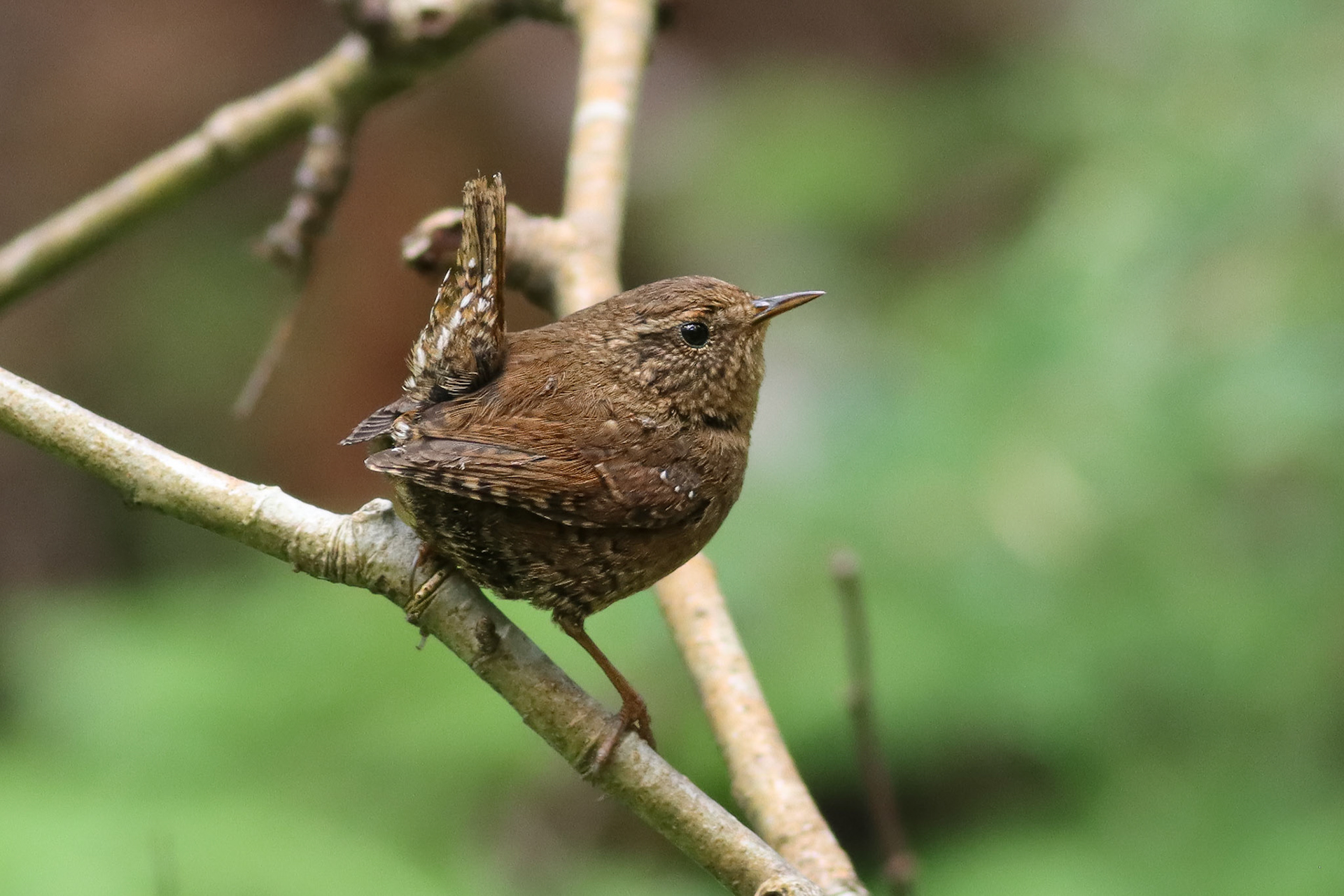 Pacific Wren - #435 - 1/21/23 - BC, Canada