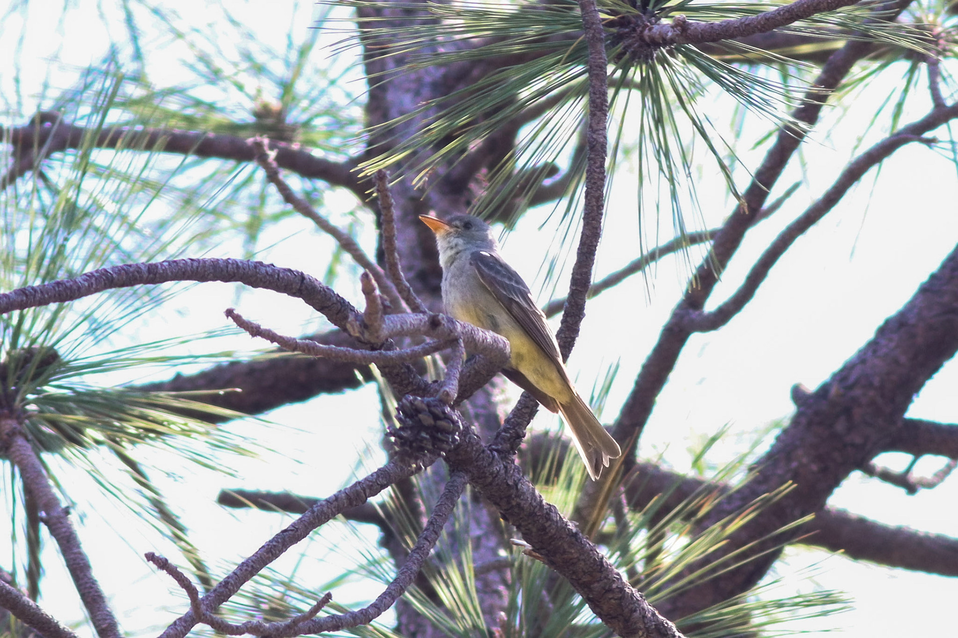 Greater Pewee - #482 - 5/13/23 - AZ