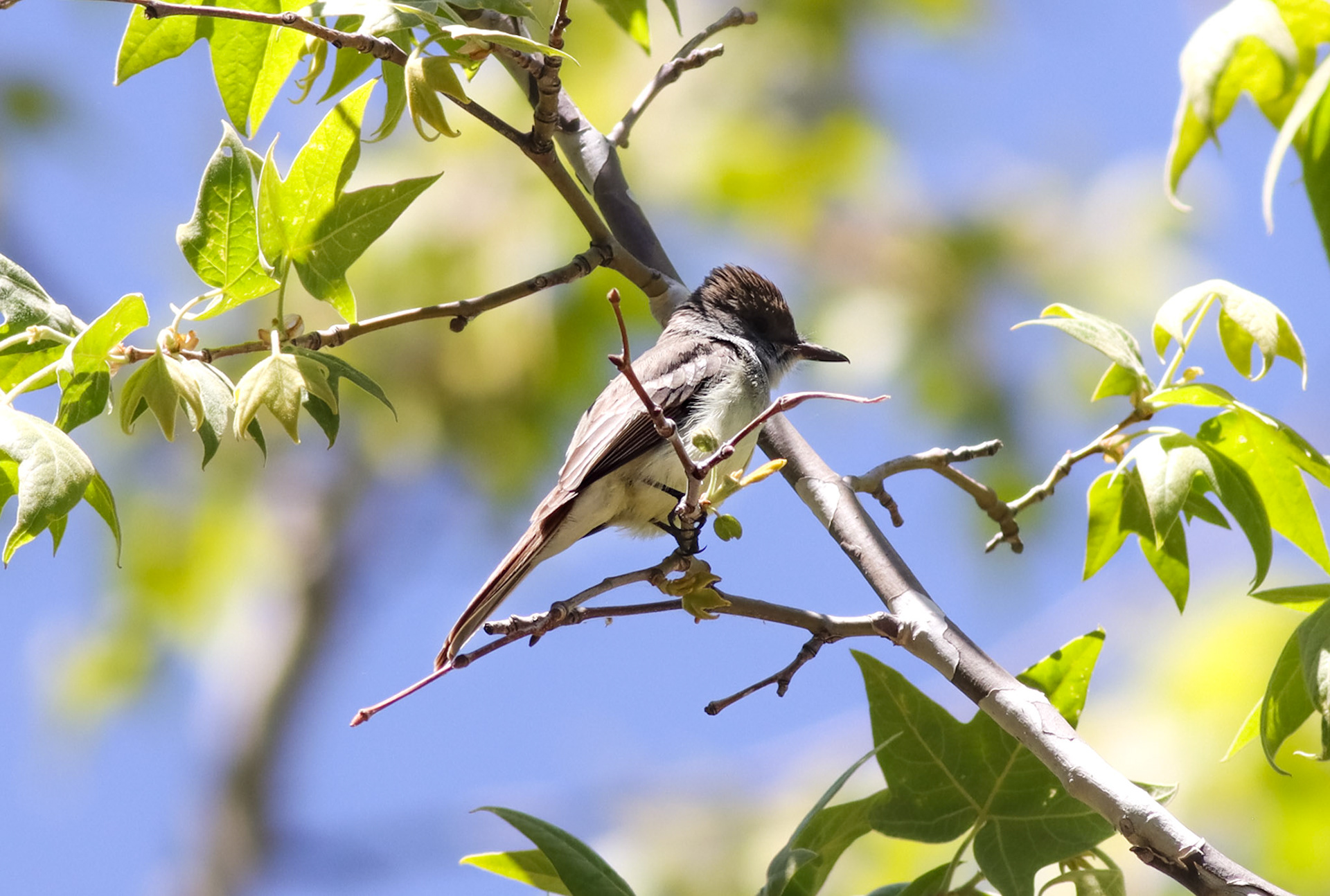 Dusky-capped Flycatcher - #465 - 5/11/23 - AZ