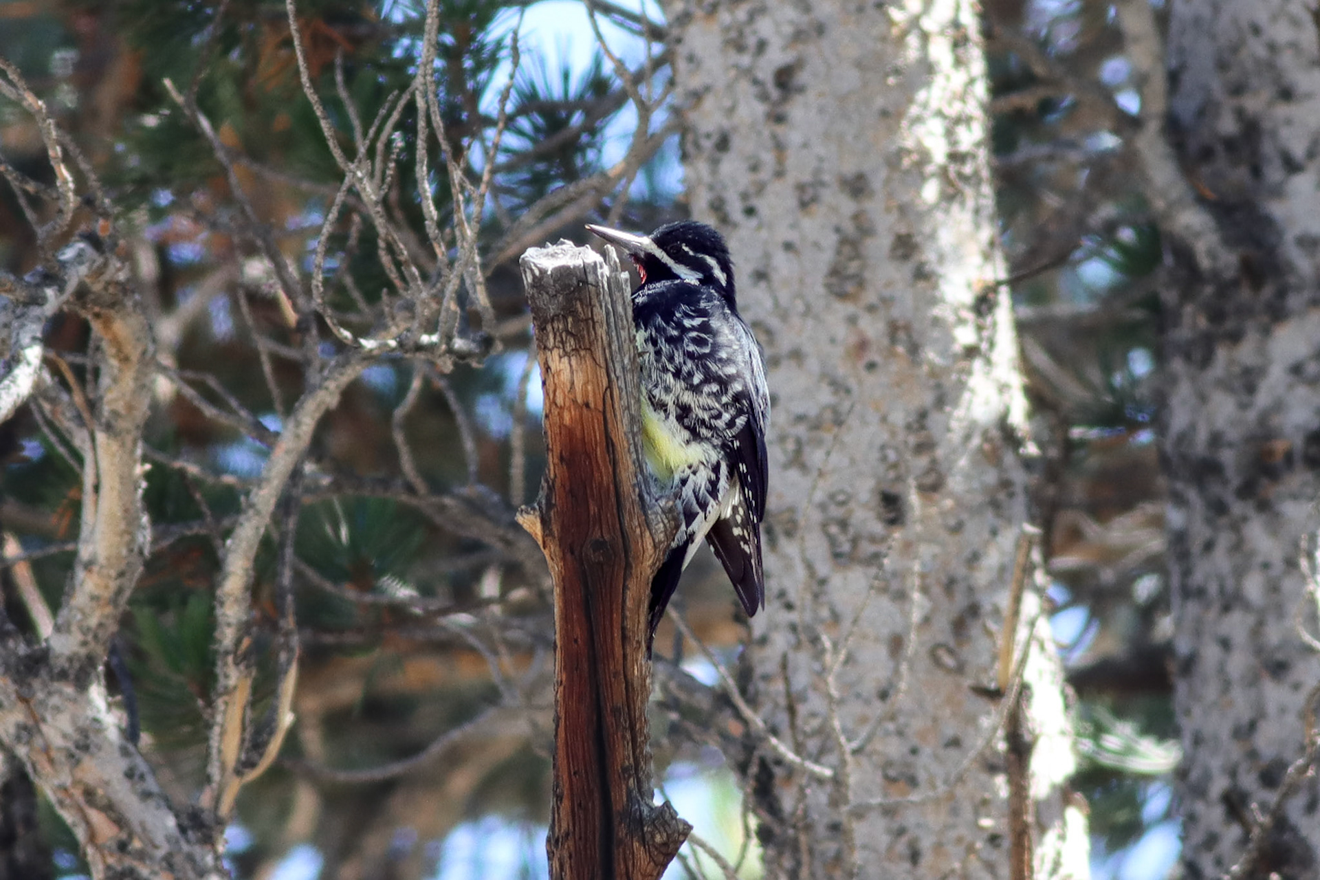 Williamsonʻs Sapsucker - #301 - 11/3/21 - CA