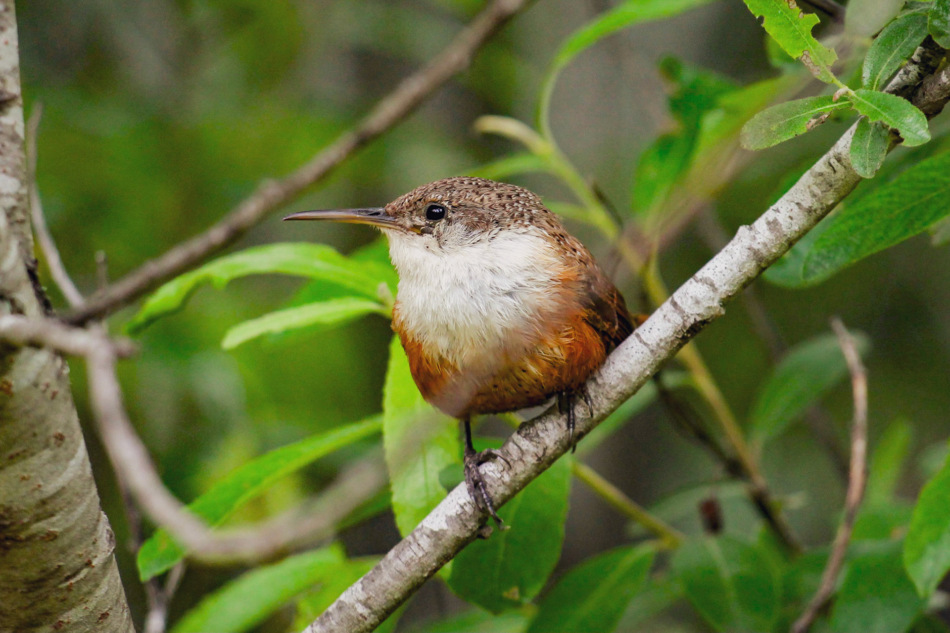 Canyon Wren - #234 - 6/6/21 - CA