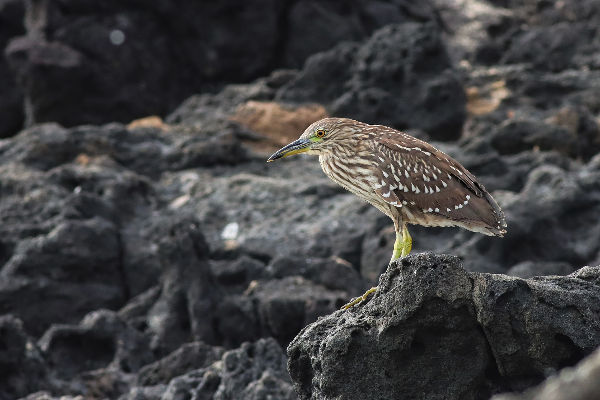 'Auku'u (Black-crowned Night Heron) - Hāpuna Beach, HI - 5/13/25