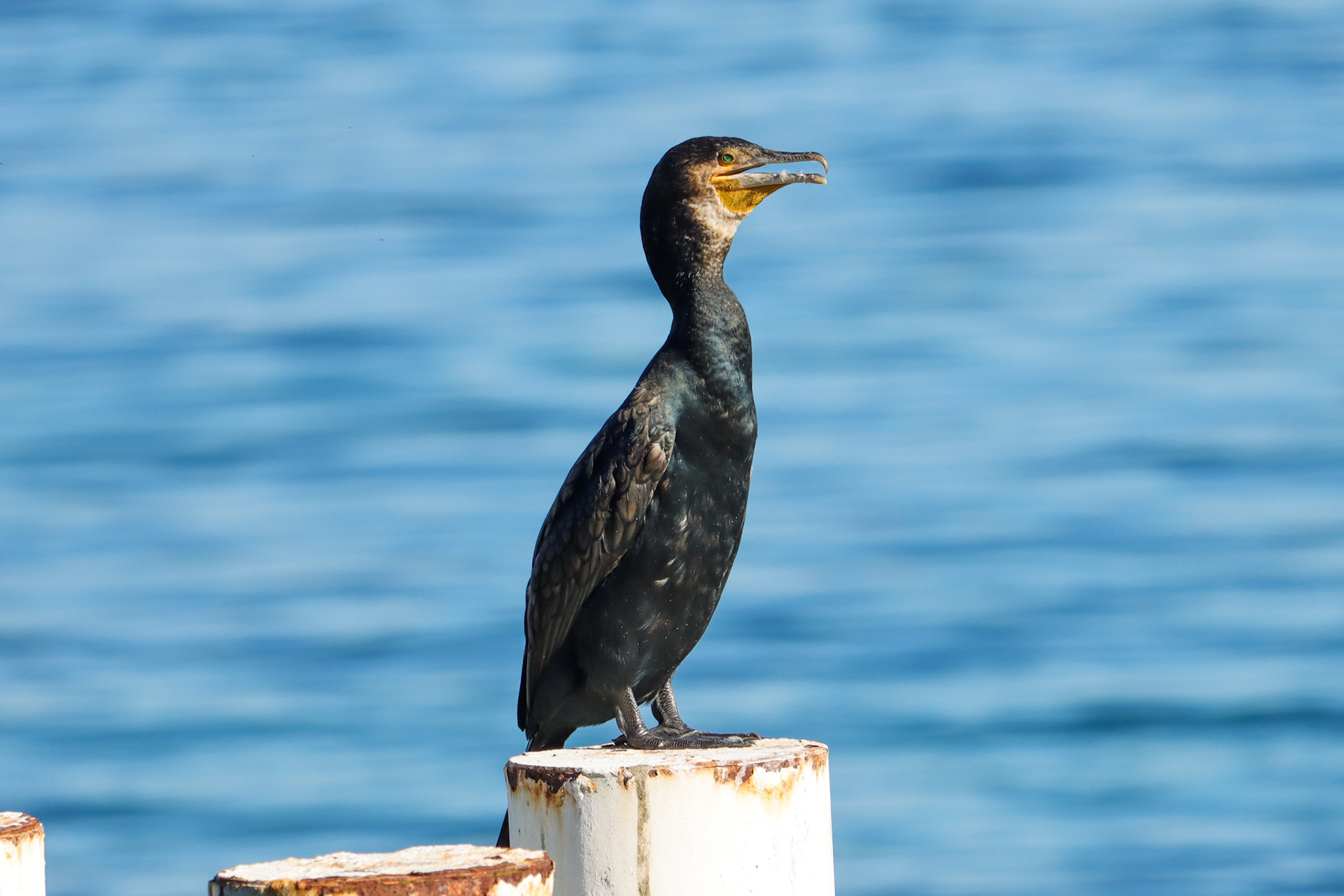 Great Cormorant - #381 - 10/2/22 - France