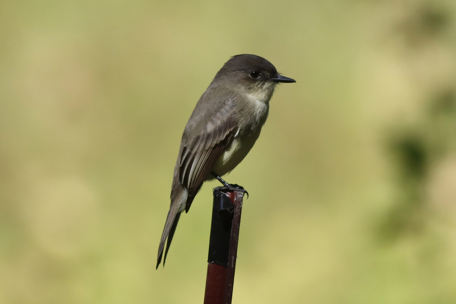 Eastern Phoebe - #321 - 1/2/22 - CT