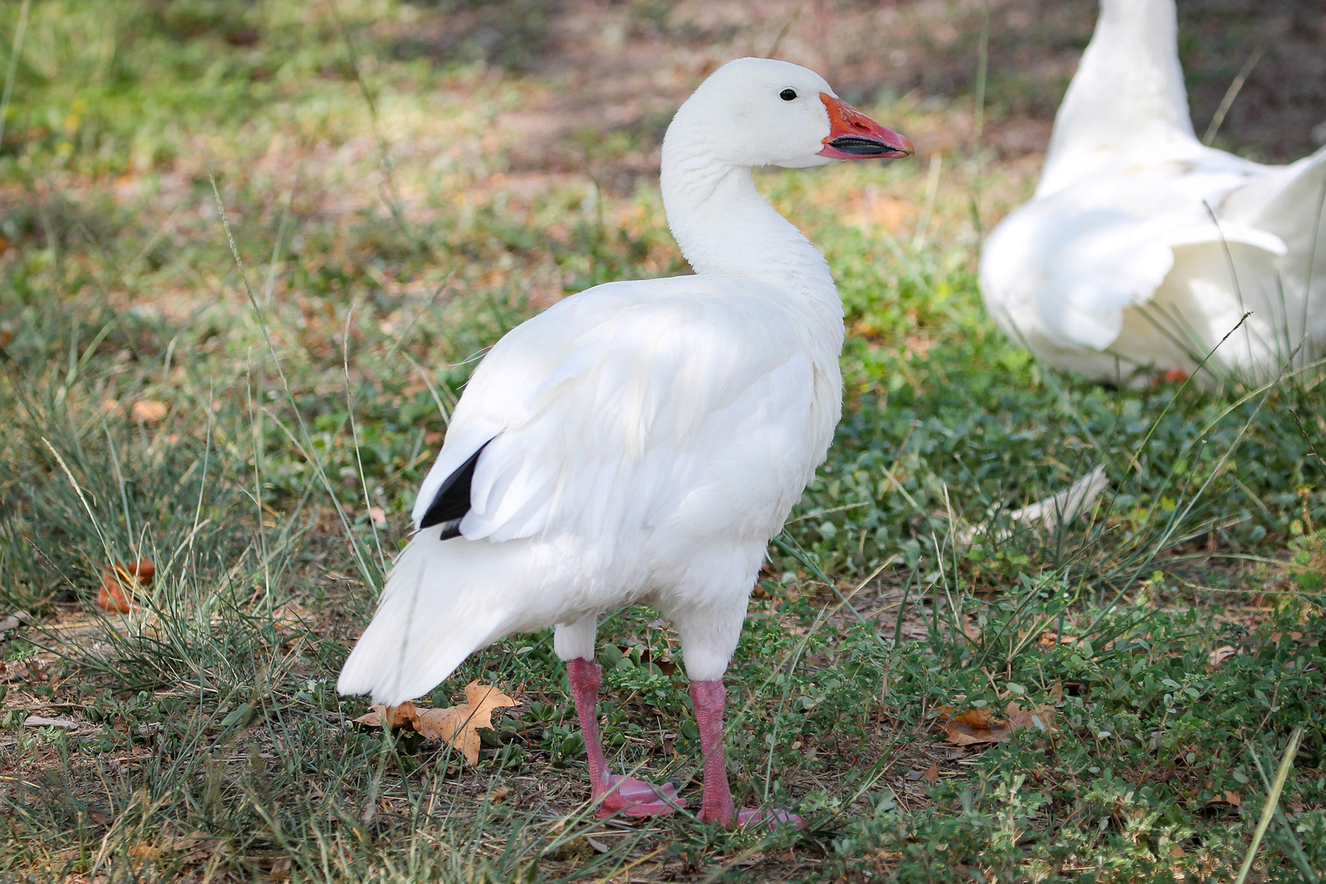 Snow Goose - #140 - 1/30/21 - CA