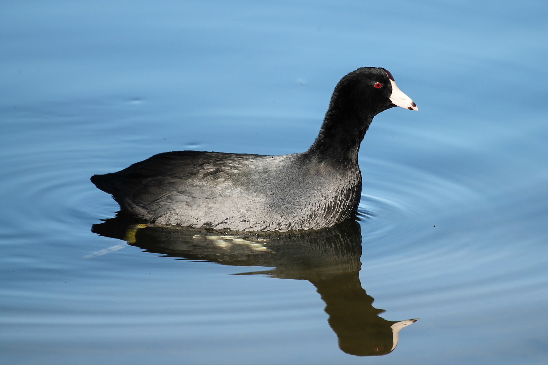 American Coot - #59 - 11/28/20 - CA