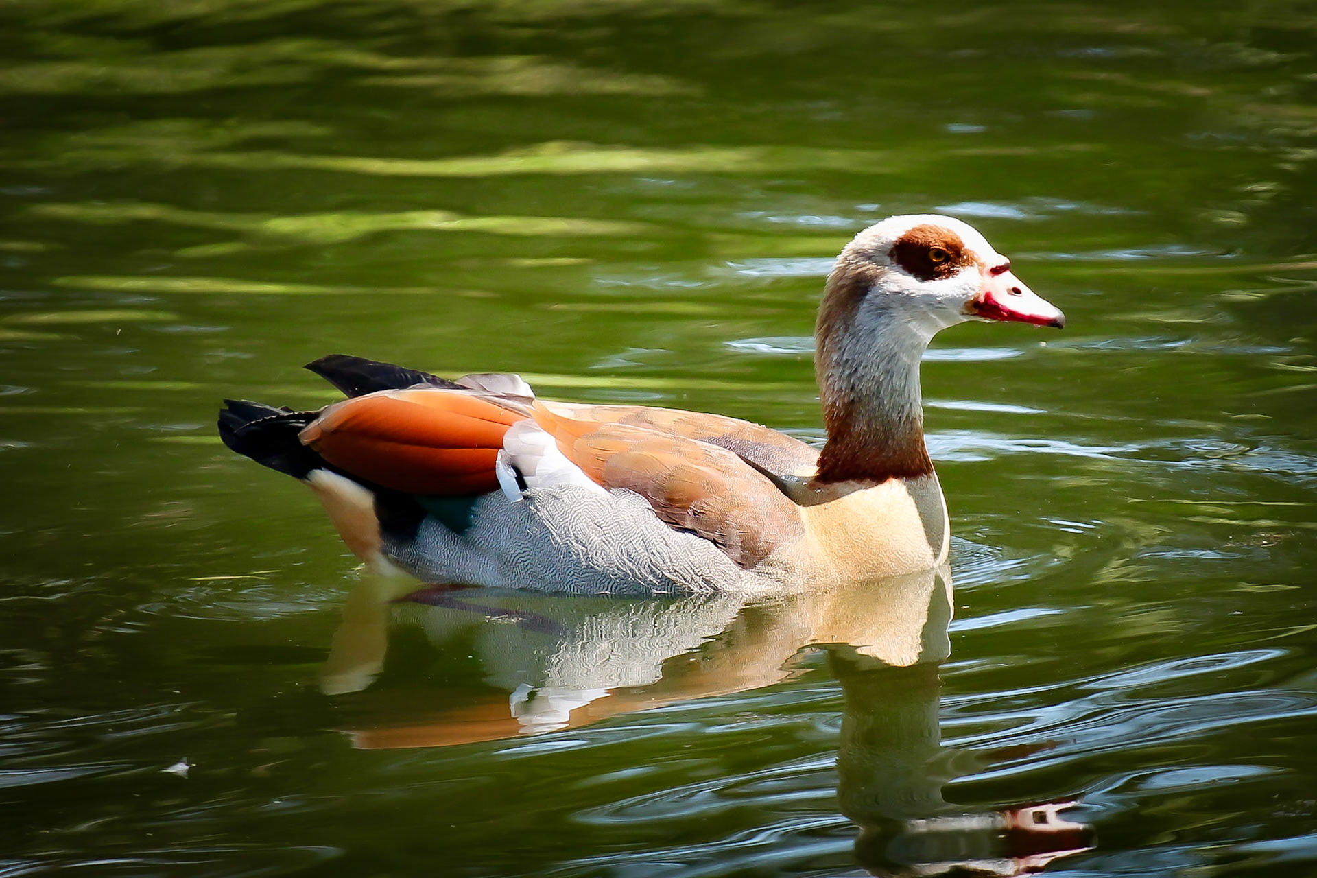 Egyptian Goose - #174 - 3/26/21 - CA