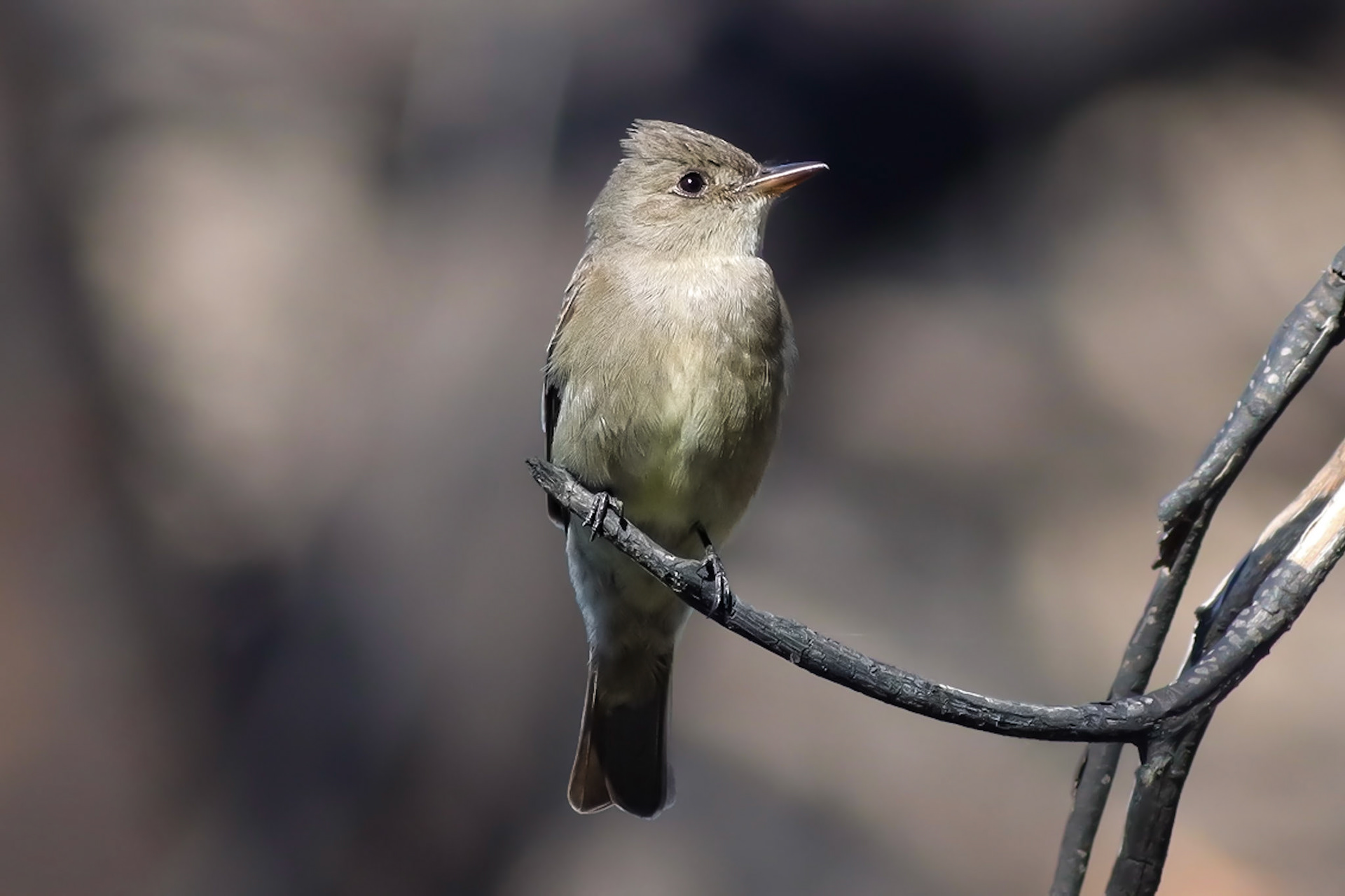 Western Wood-Pewee - 5/15/21 - CA