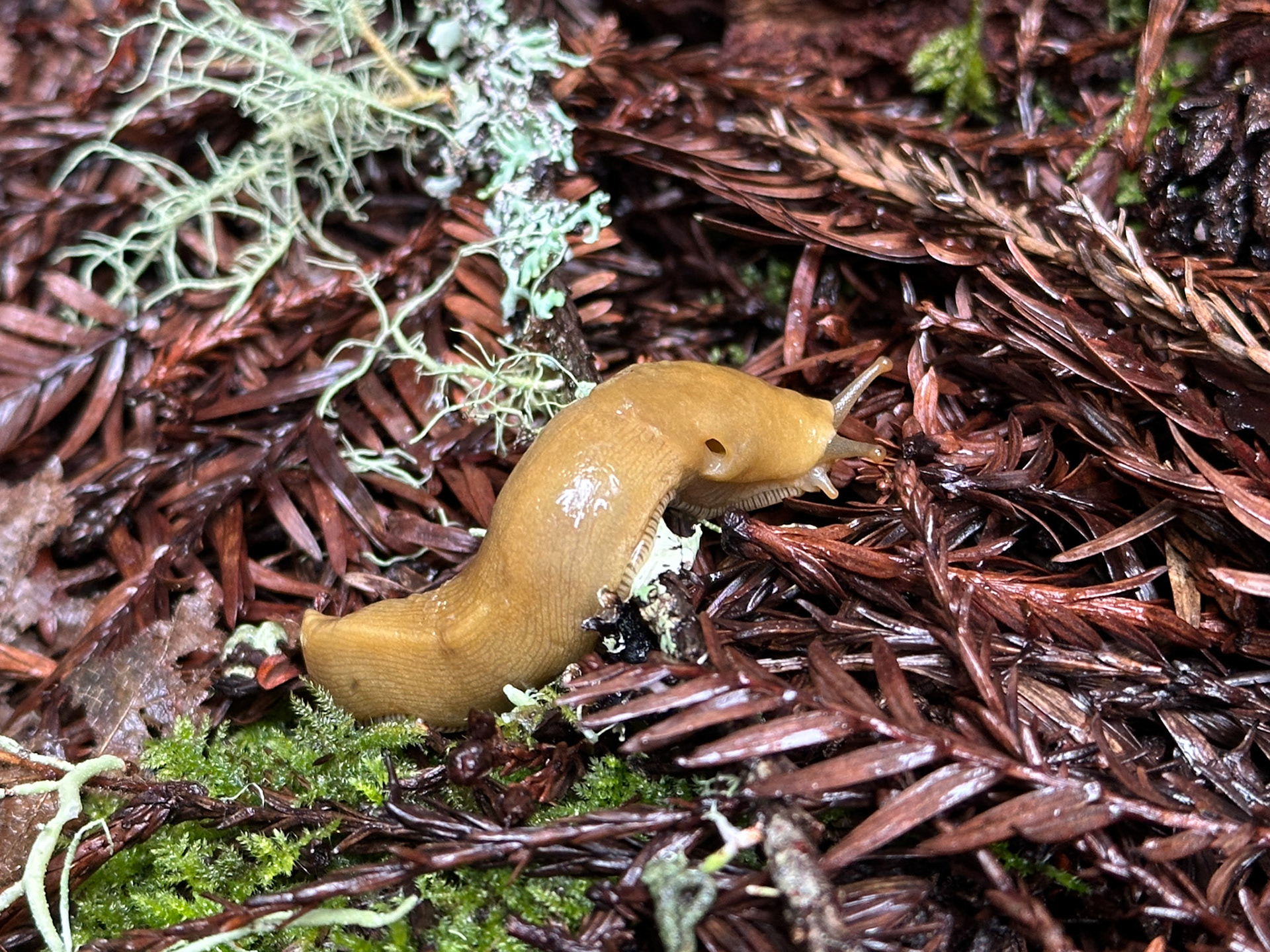 Pacific Banana Slug - Redwoods N.P. CA - 3/27/25