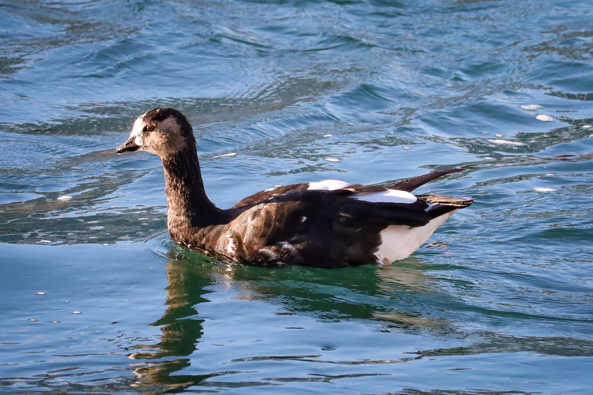 Barnacle Goose - #401 - 10/5/22 - Switzerland