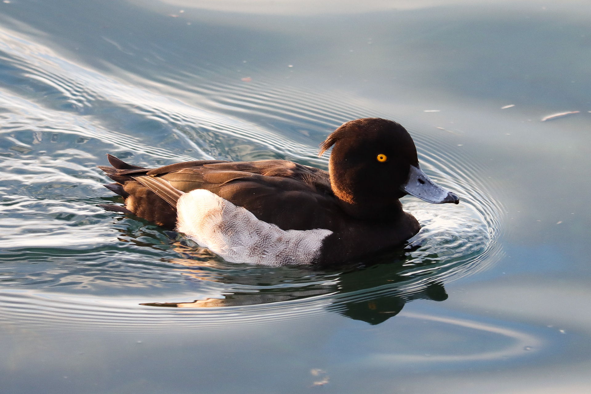 Tufted Duck - #124 - 1/15/21 - CA