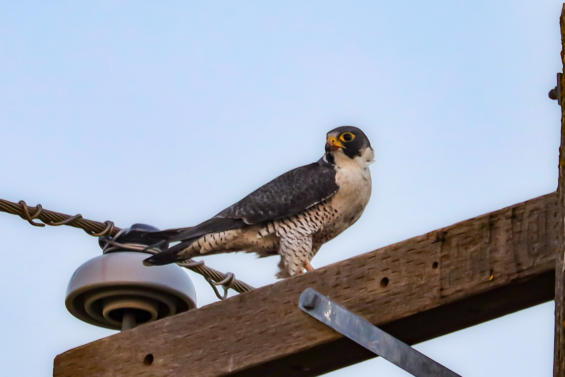Peregrine Falcon - #109 - 1/10/21 - CA