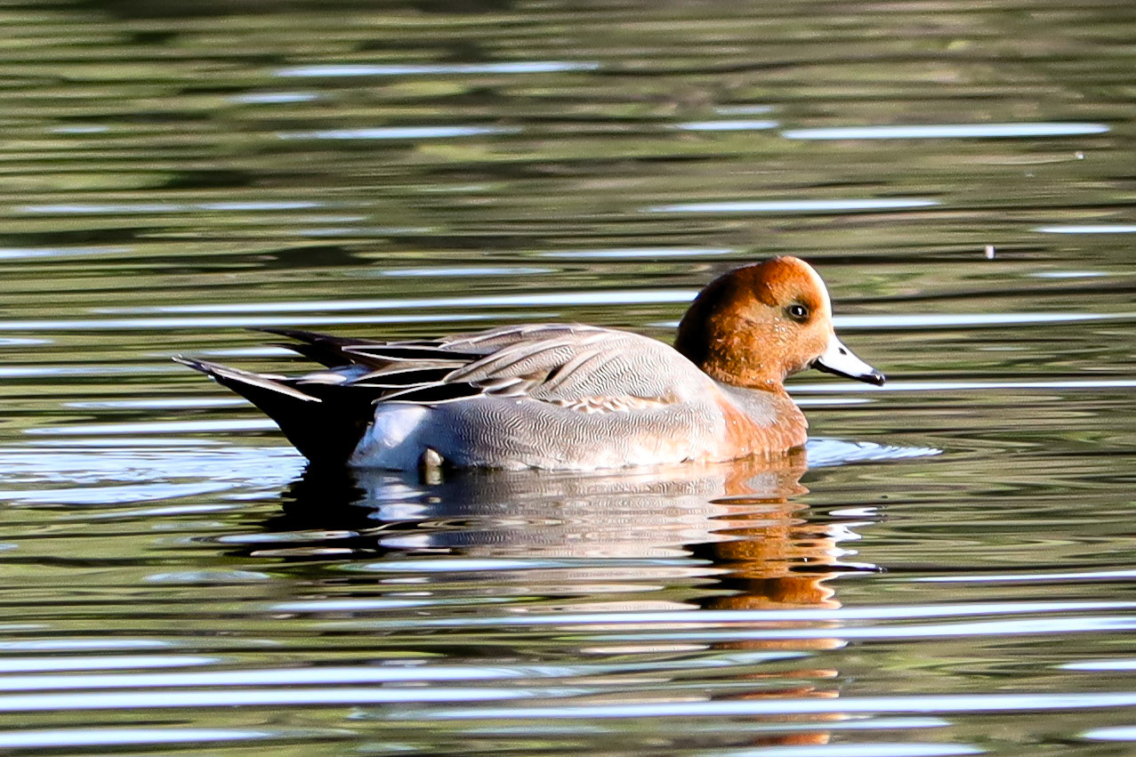 Eurasian Wigeon - #112 - 1/13/21 - CA
