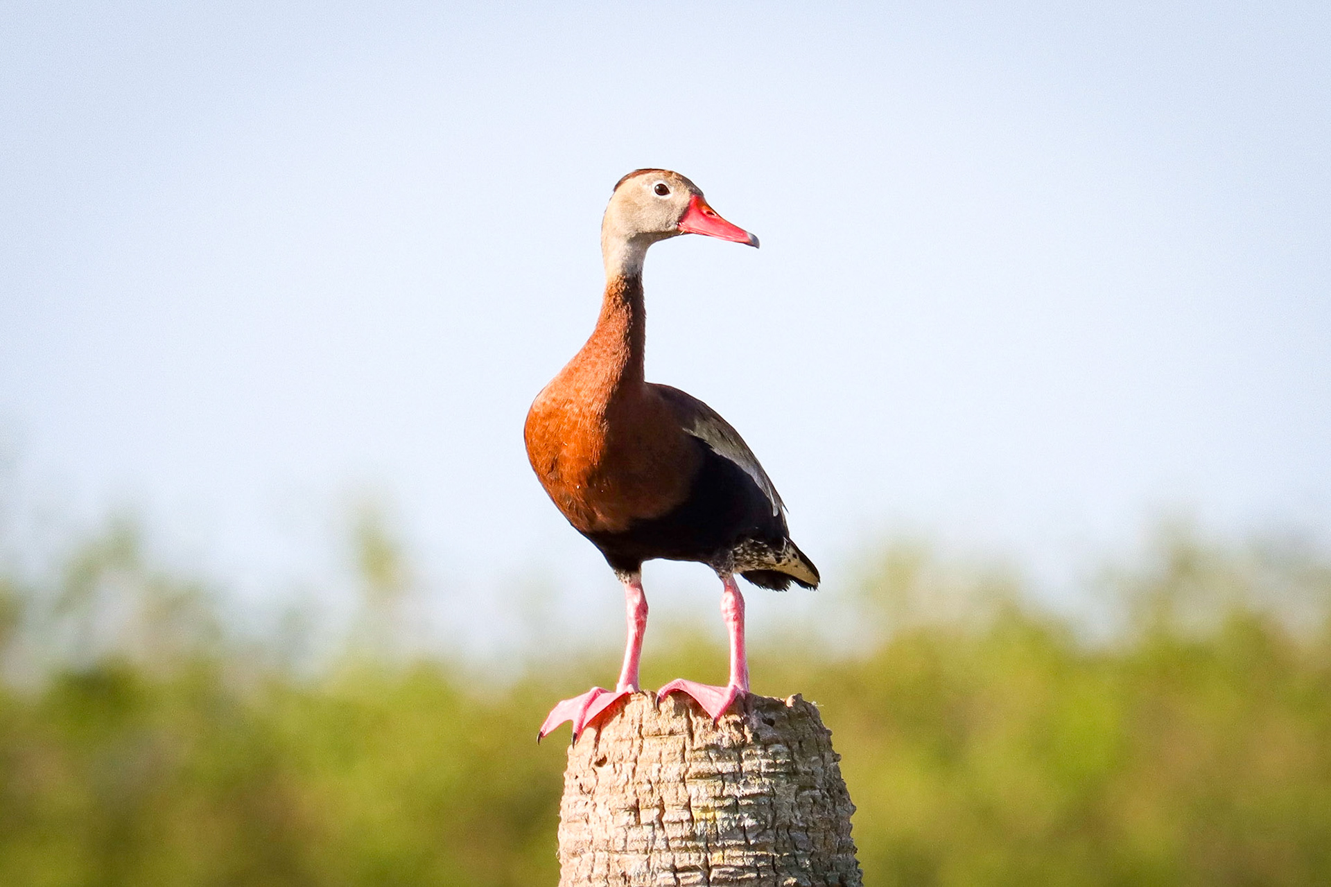 Black-bellied Whistling-Duck - #365 - 4/26/22 - FL