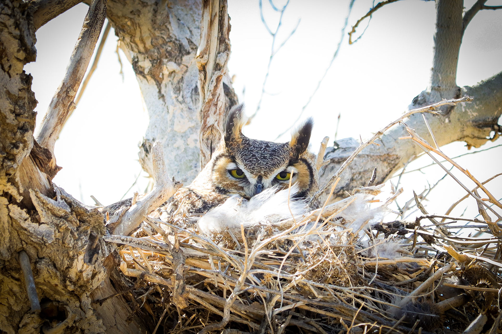 Nesting Great Horned Owl - #239 - 7/24/21 - CA