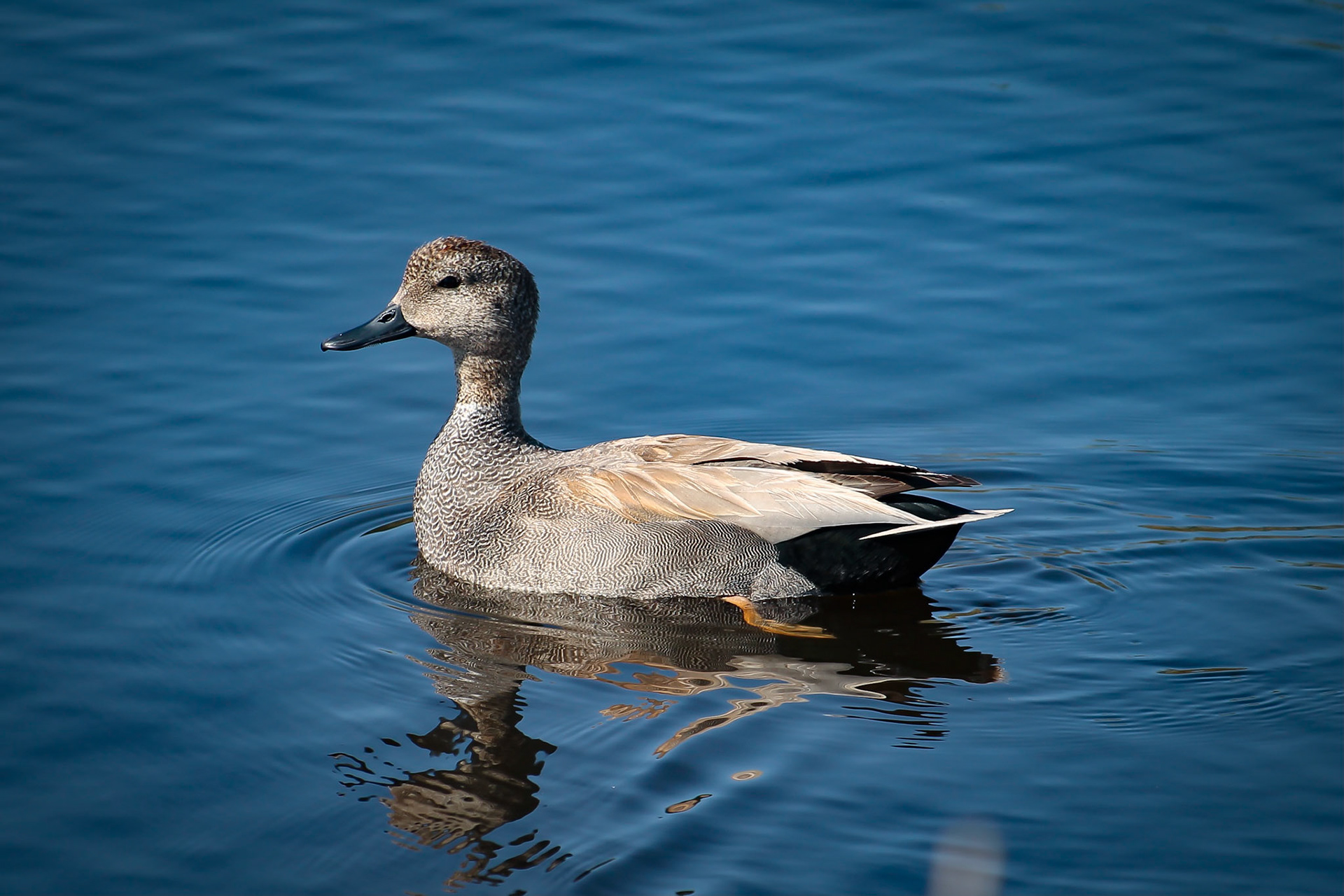 Gadwall - #97 - 1/3/21 - CA