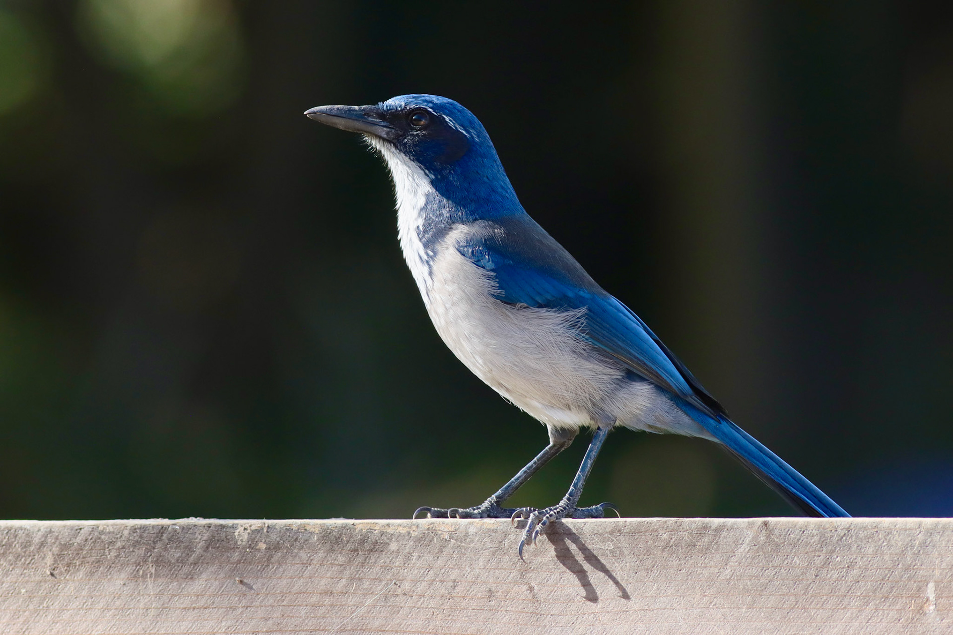Island Scrub-Jay, Endemic - #208 - 4/25/21 - CA