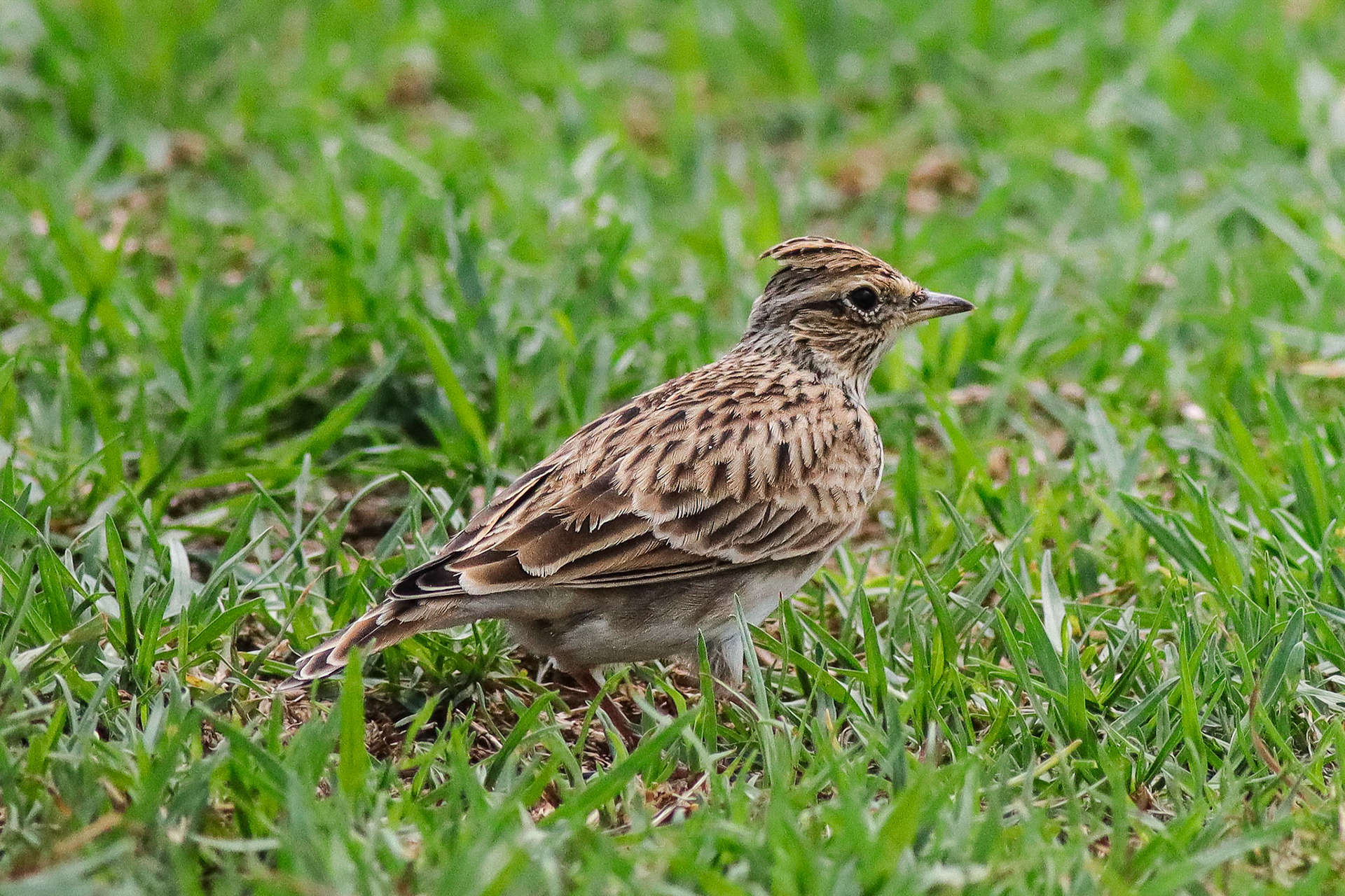 Eurasian Skylark - Waikoloa Village, HI - 10/5/25