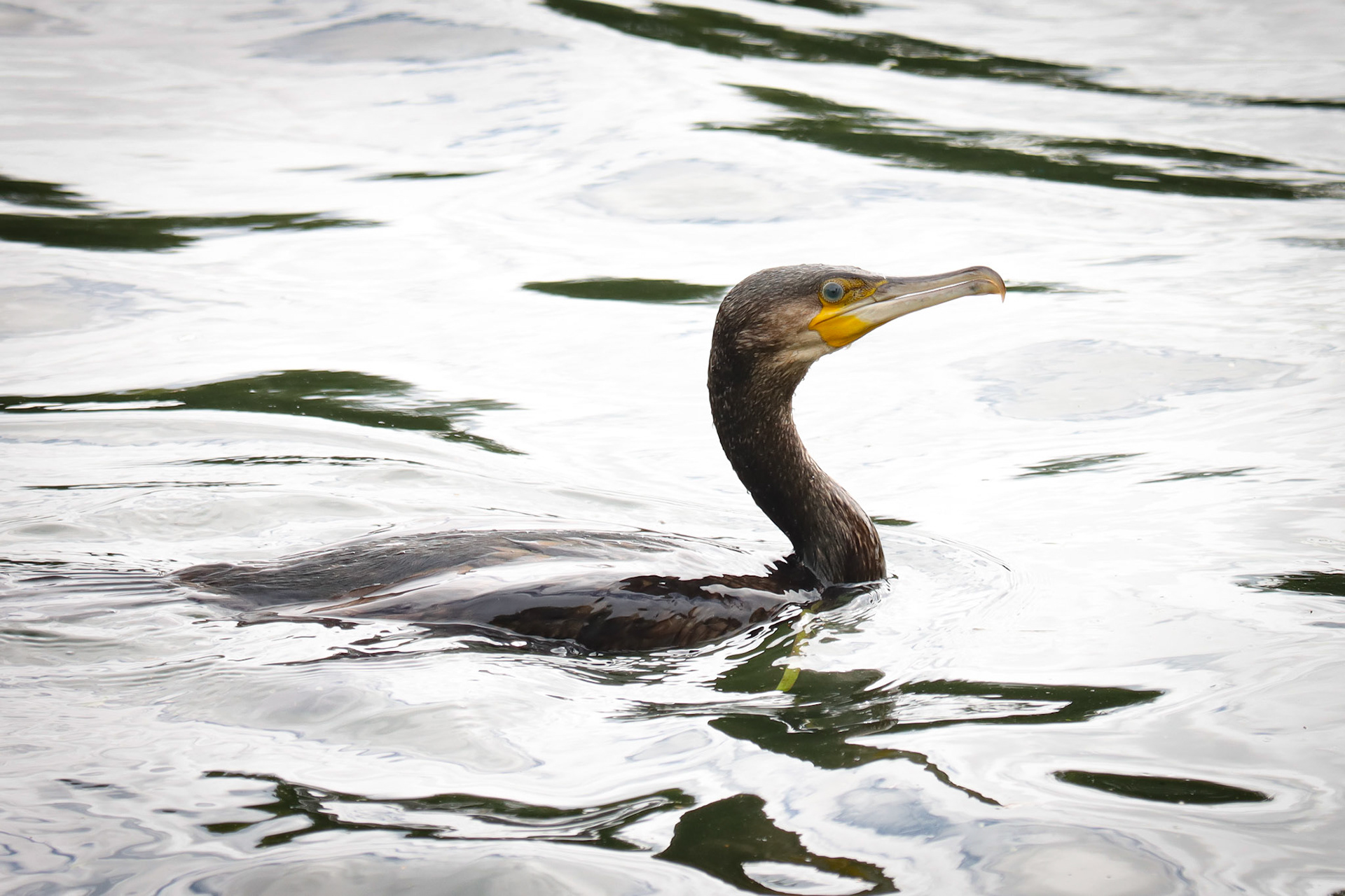 Great Cormorant - #381 - 10/2/22 - France