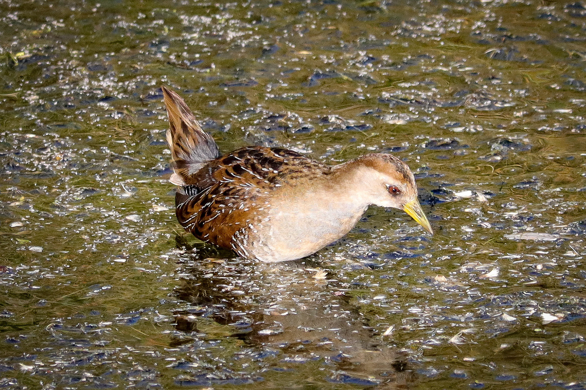 Sora Rail - #205 - 4/24/21 - CA