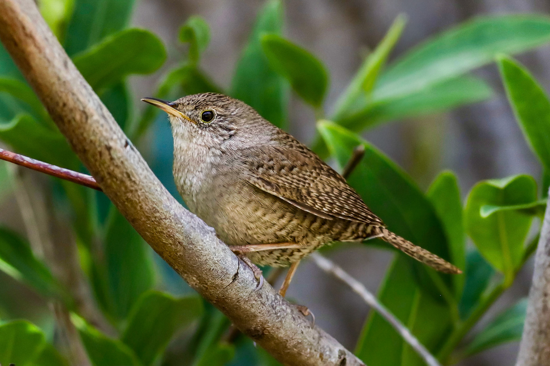 House Wren - #84 - 12/19/20 - CA