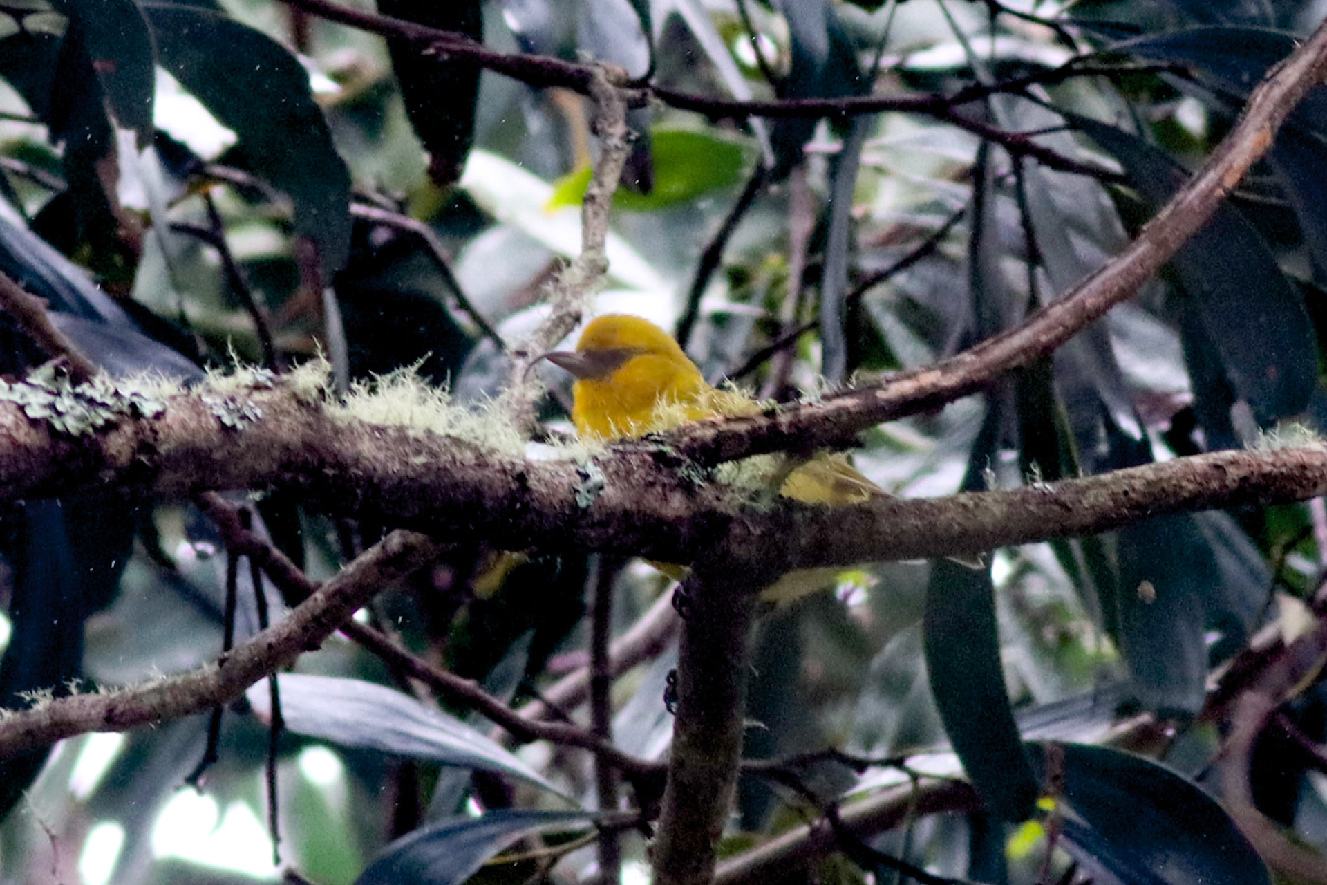 'Akiapōlā'au - Hakalau Forest, HI - 5/14/26