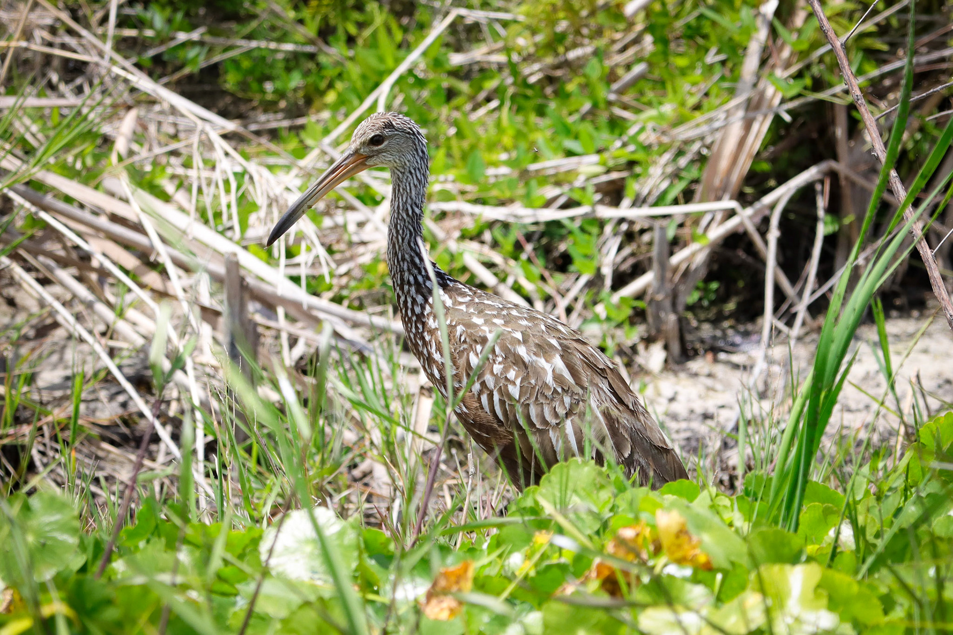 Limpkin - #355 - 4/23/22 - FL