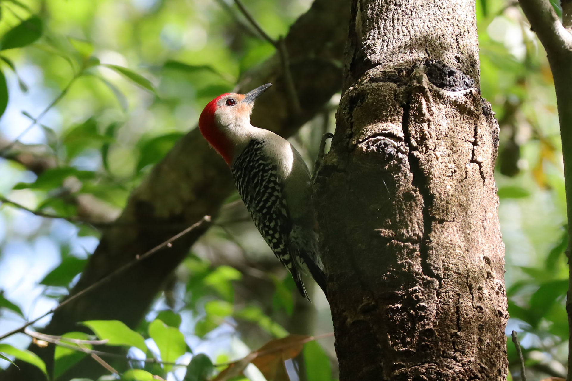 Red-bellied Woodpecker - #313 - 12/10/21 - FL