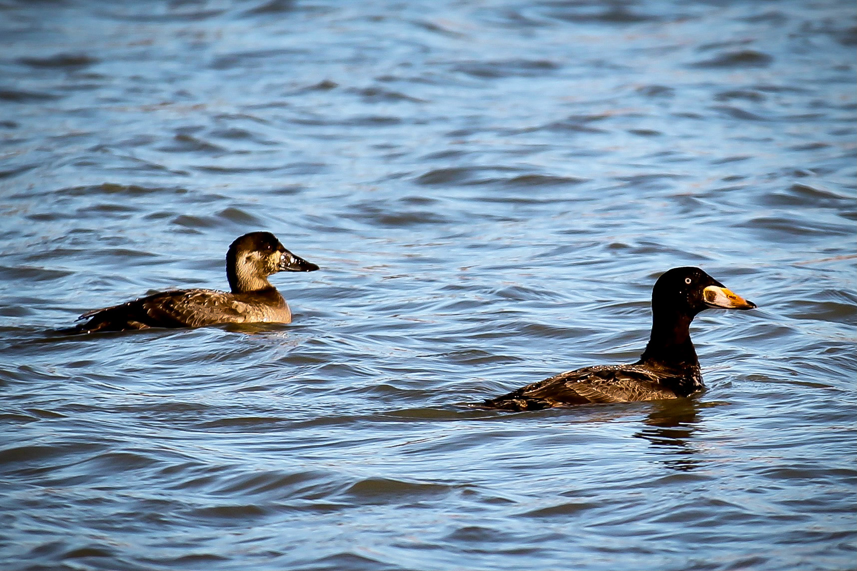 Surf Scoter - #147 - 2-6-21 - CA