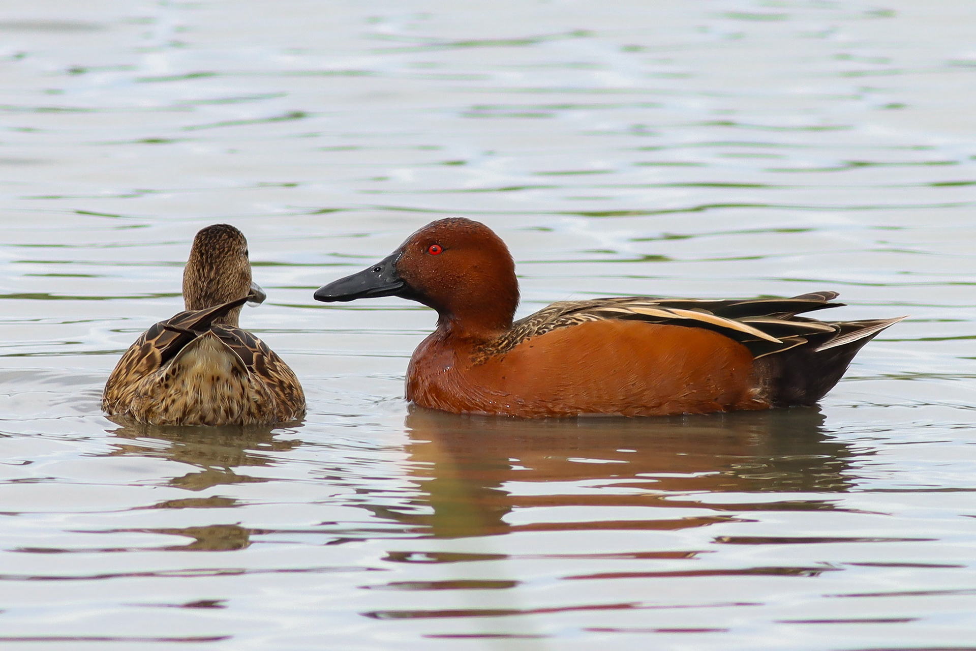 Cinnamon Teal - #90 - 12/26/20 - CA