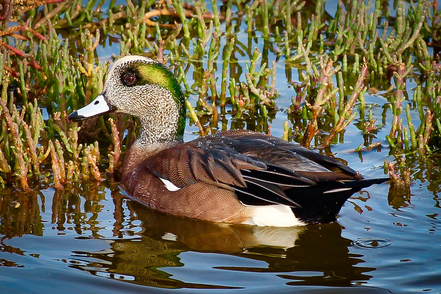 American Wigeon - #105 - 1/9/21 - CA