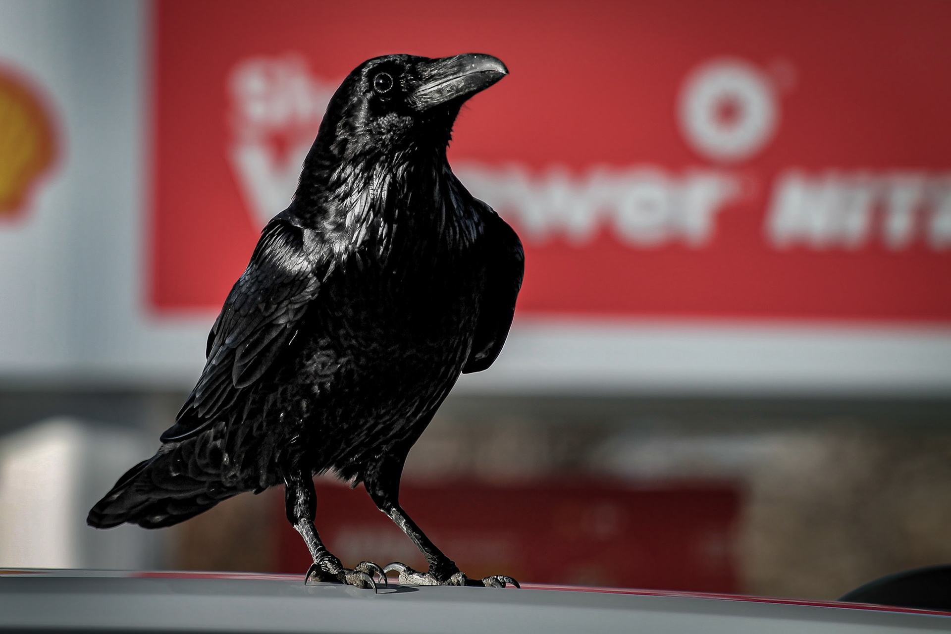 Common Raven - #91 - 12/27/20 - CA
