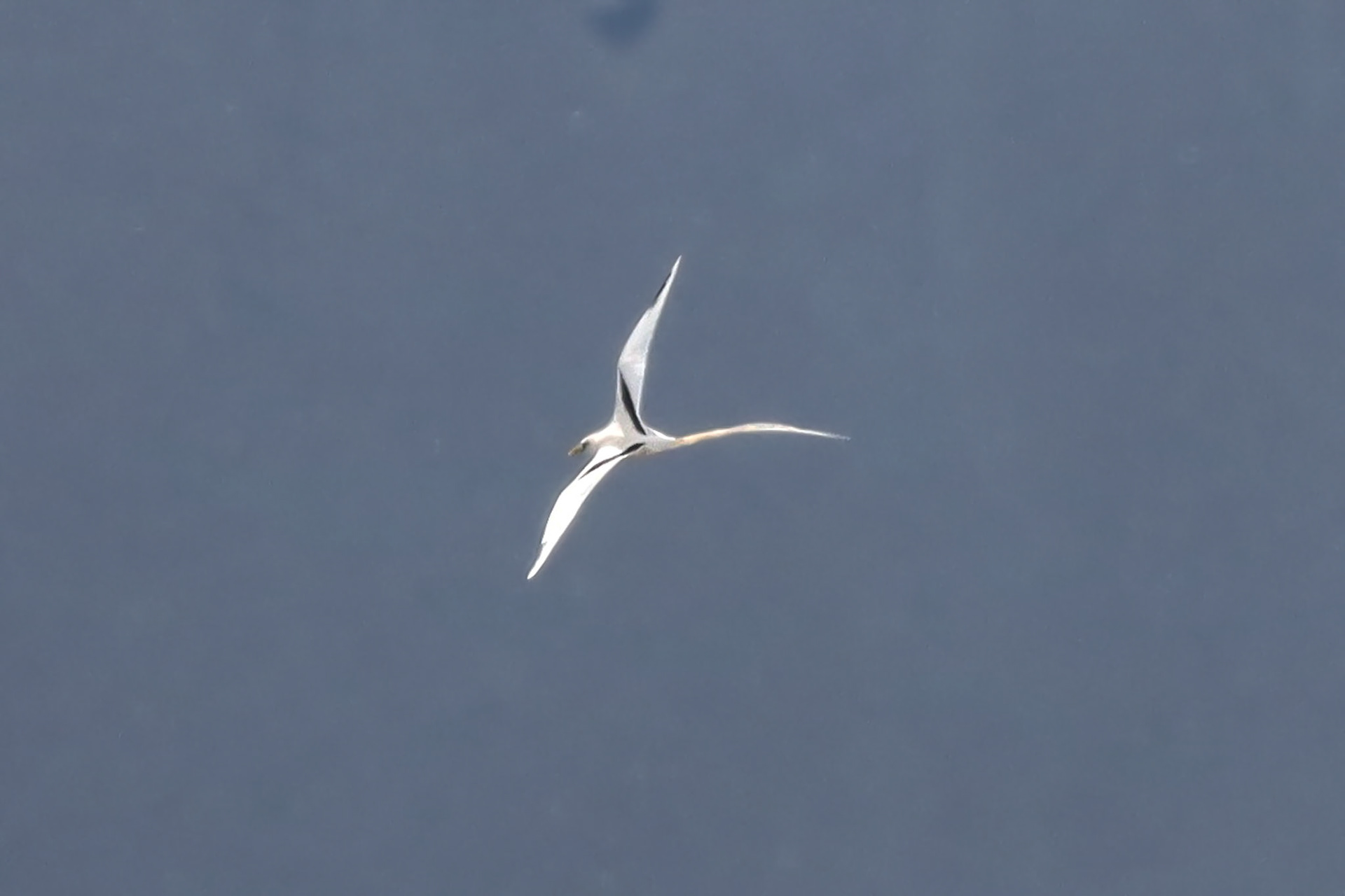 Koa'e Kea (White-tailed Tropicbird) - Kīlauea, HI - 5/12/25