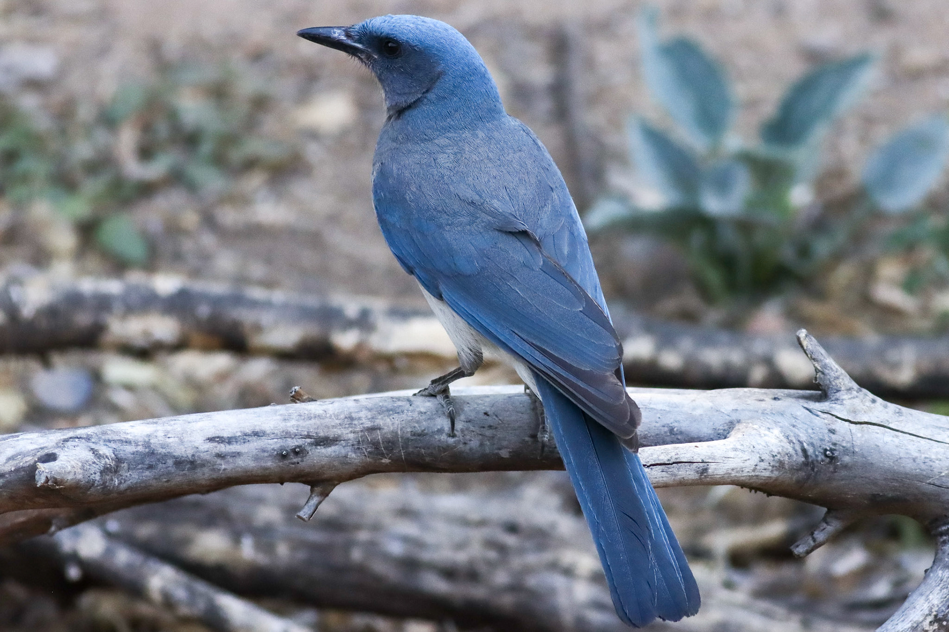 Mexican Jay - #461 - 5/11/23 - AZ